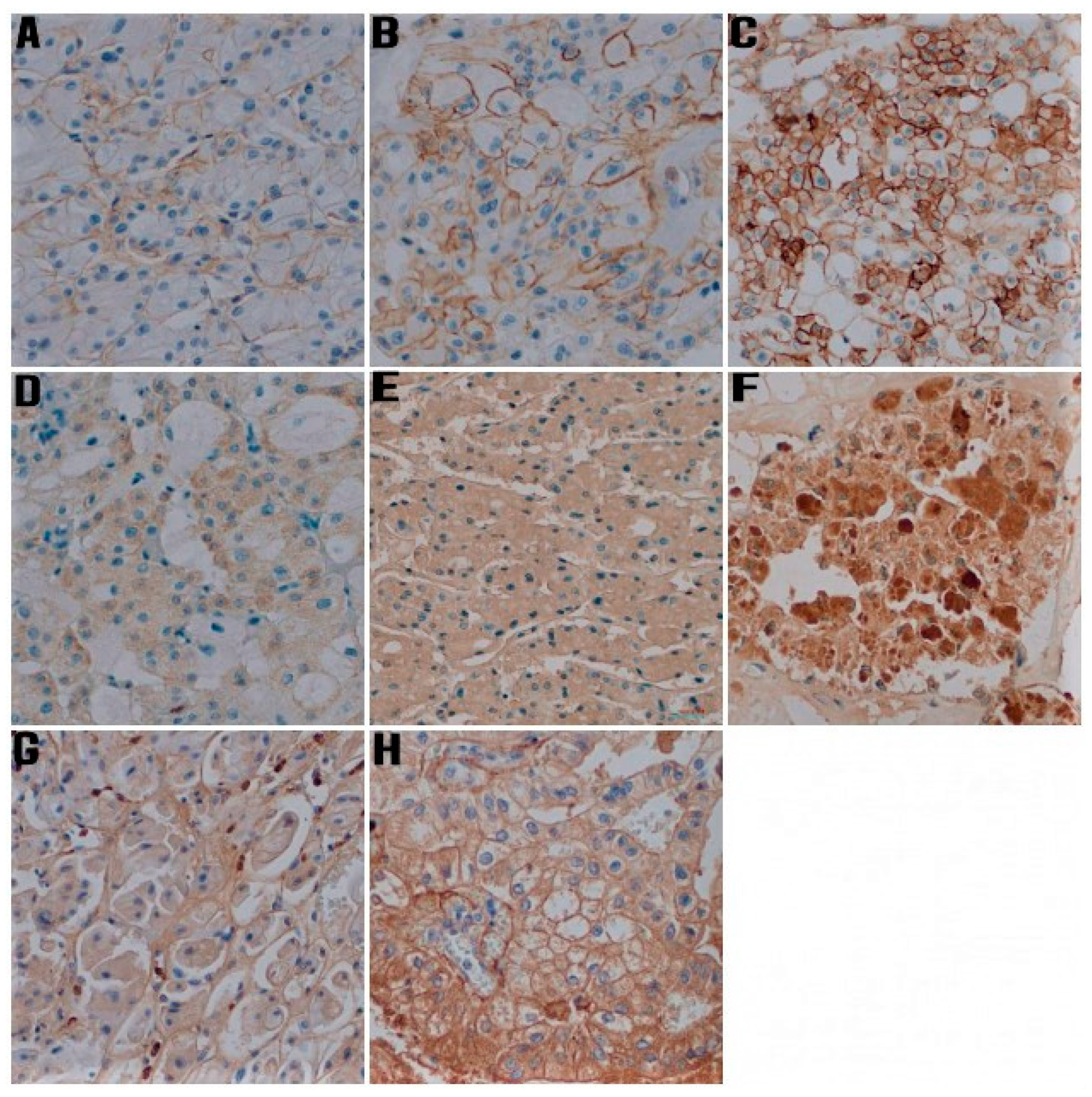 Jcm 11 05196 g002 Jcm 11 05196 g002