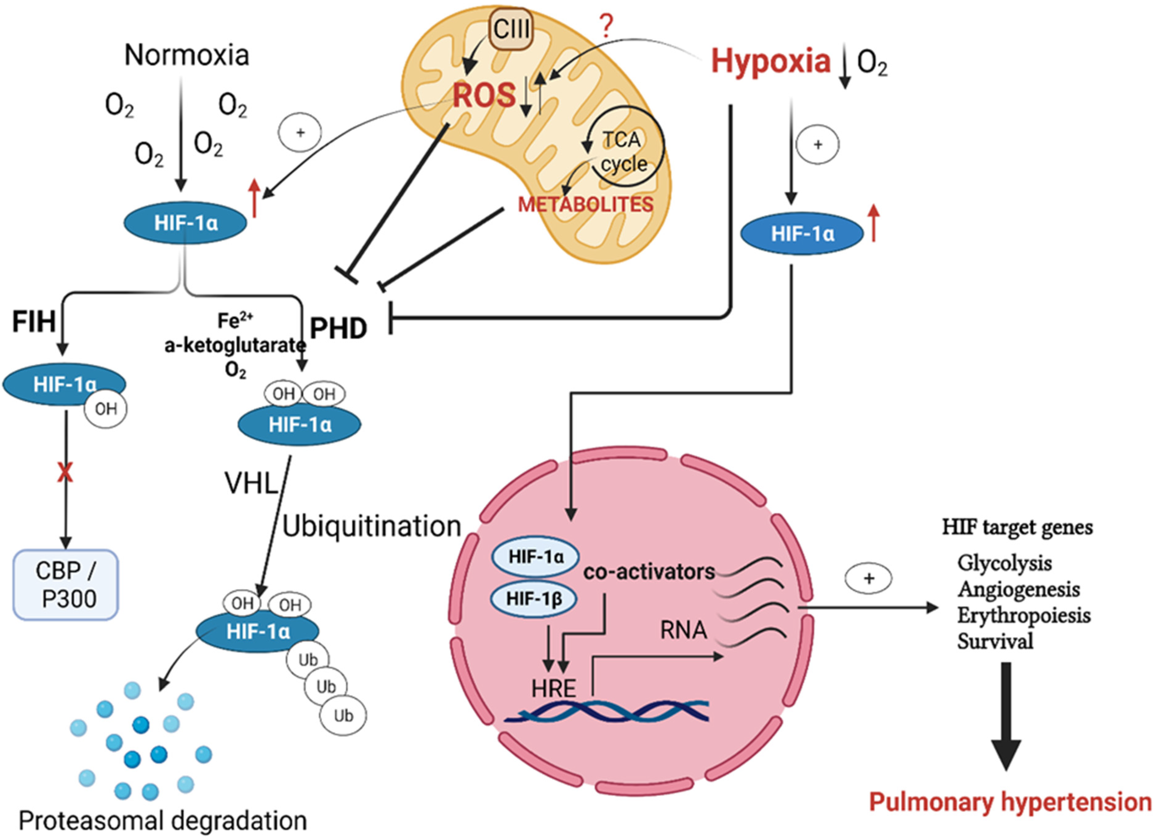 PDF) Hypoxia / Pseudohypoxia-mediated Activation of HIF1A in Cancer