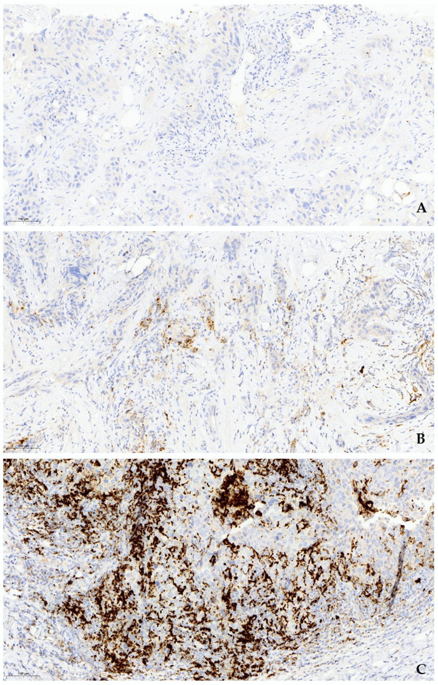 Jcm 11 05524 g001 550