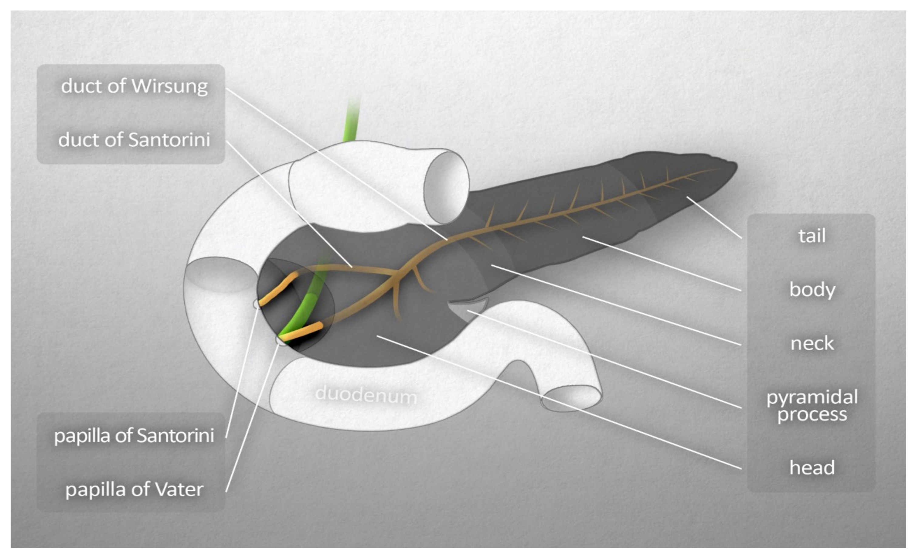 Pancreatic Duct Biology Diagrams
