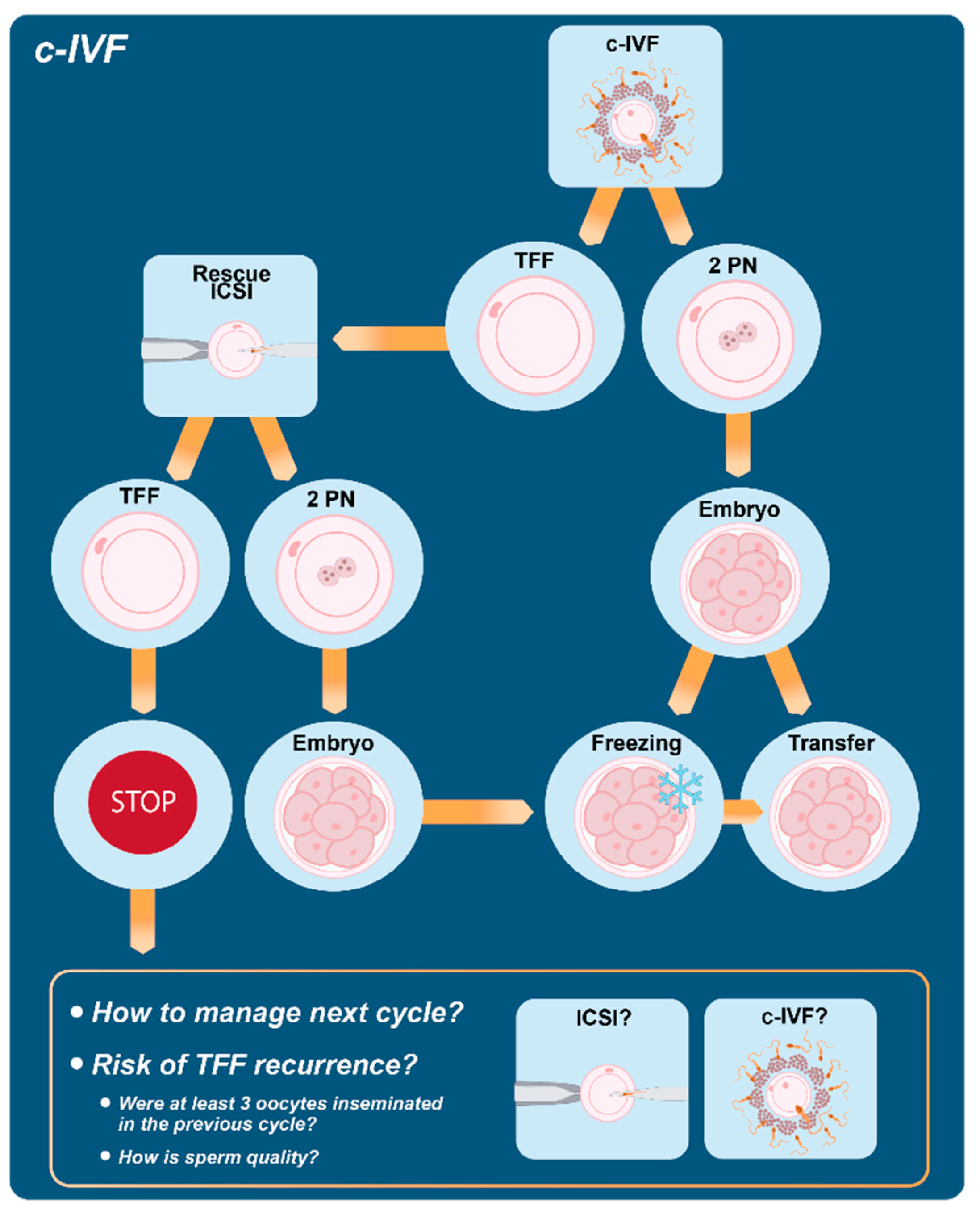 JCM Free FullText Opportunities and Limits of Conventional IVF