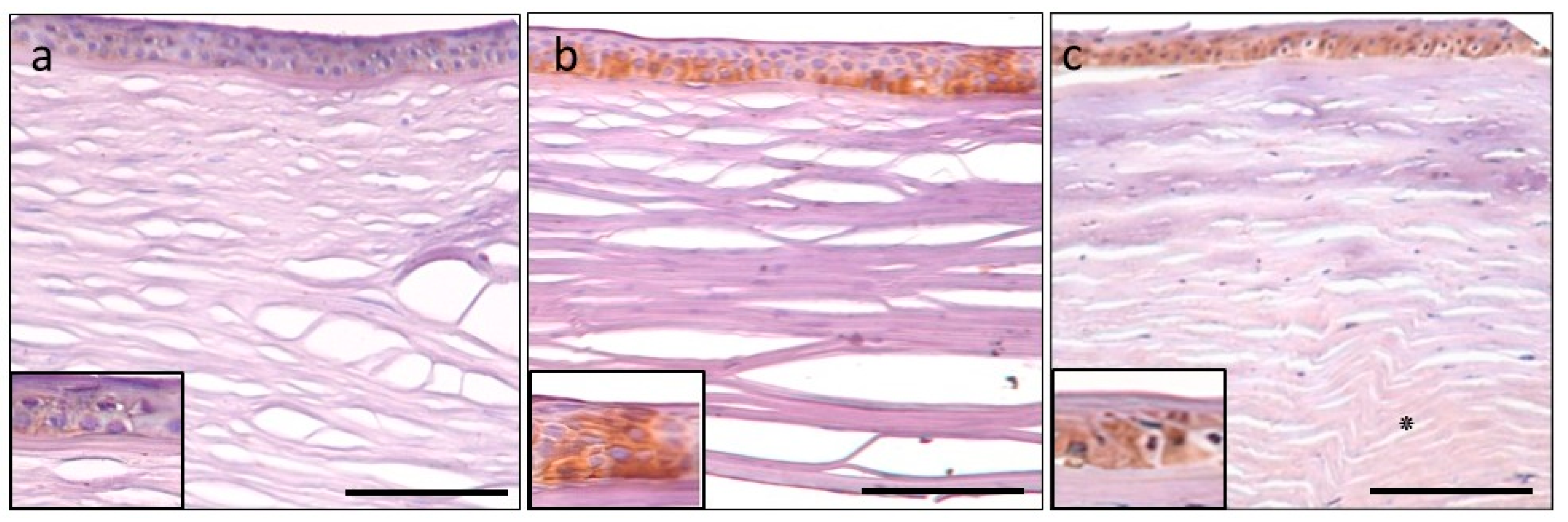Jcm 11 05991 g005 Jcm 11 05991 g005