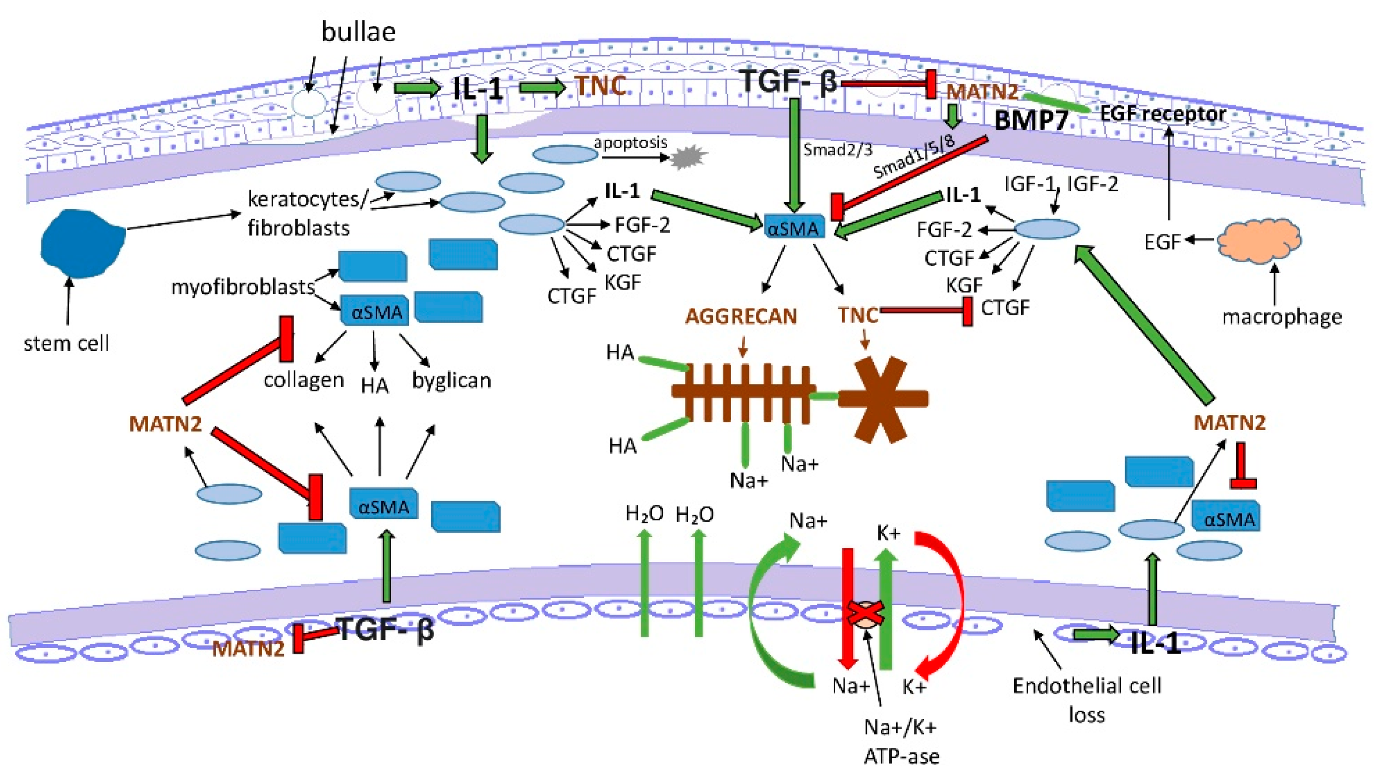 Jcm 11 05991 g008 Jcm 11 05991 g008