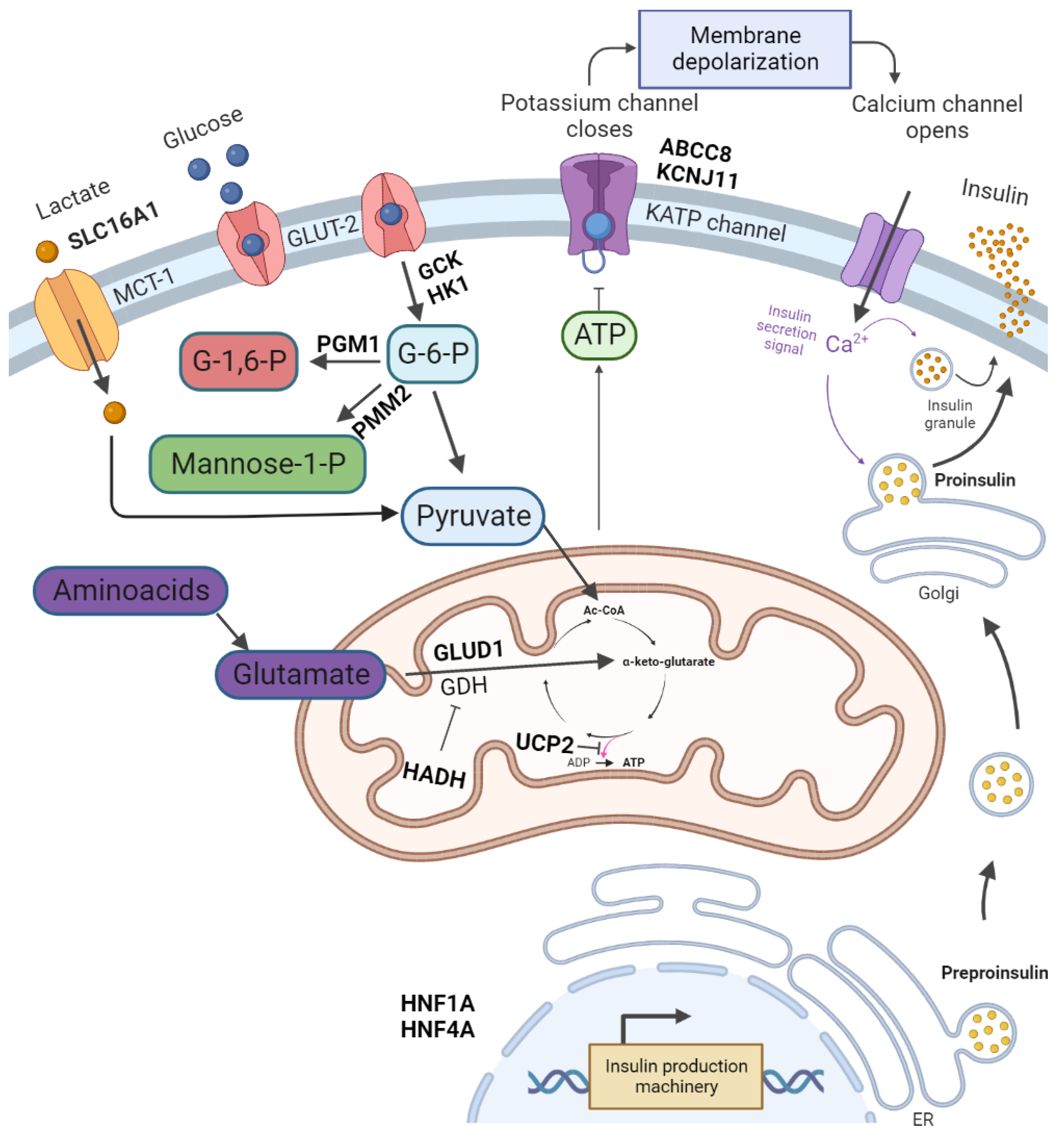 Congenital hyperinsulinaemic hypoglycaemia encyclopedia mdpi