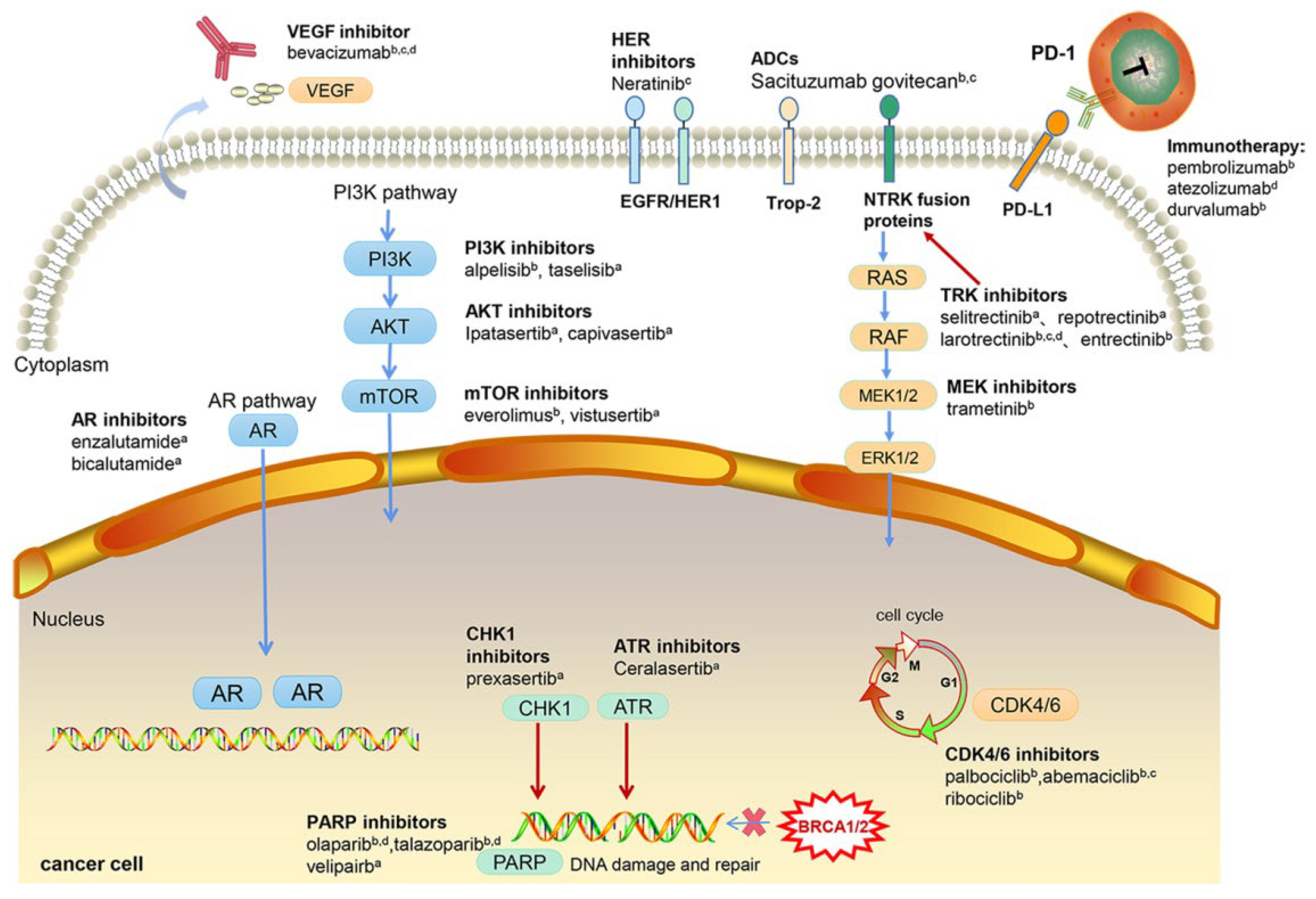 Jcm 11 06021 g001 Jcm 11 06021 g001