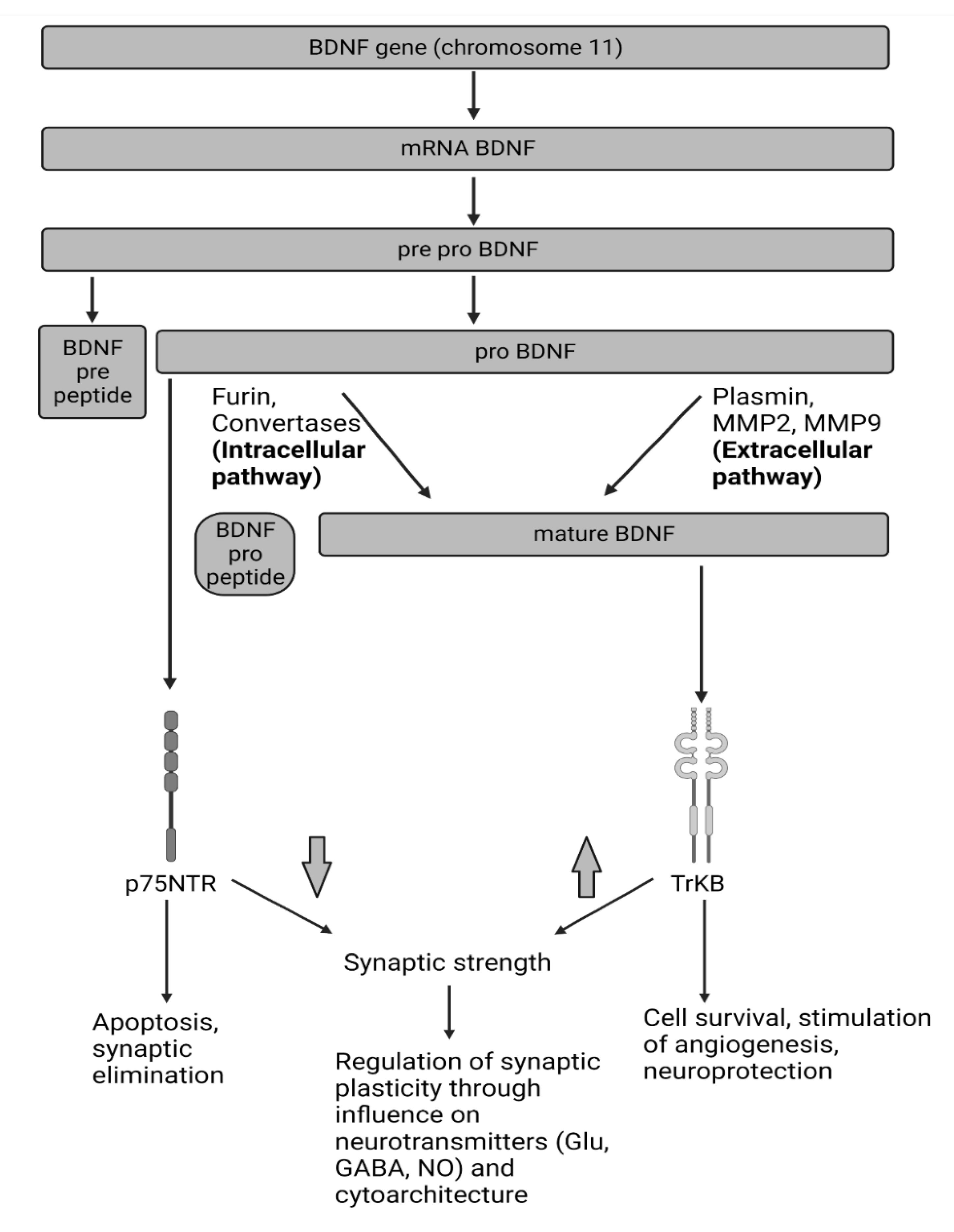 Neuro LIFE Institute - Did you know that Brain Derived Neurotrophic Factors  (BDNP) are proteins that help with the development (differentiation) and  protection of brain cells in many cases? Linker R, Gold