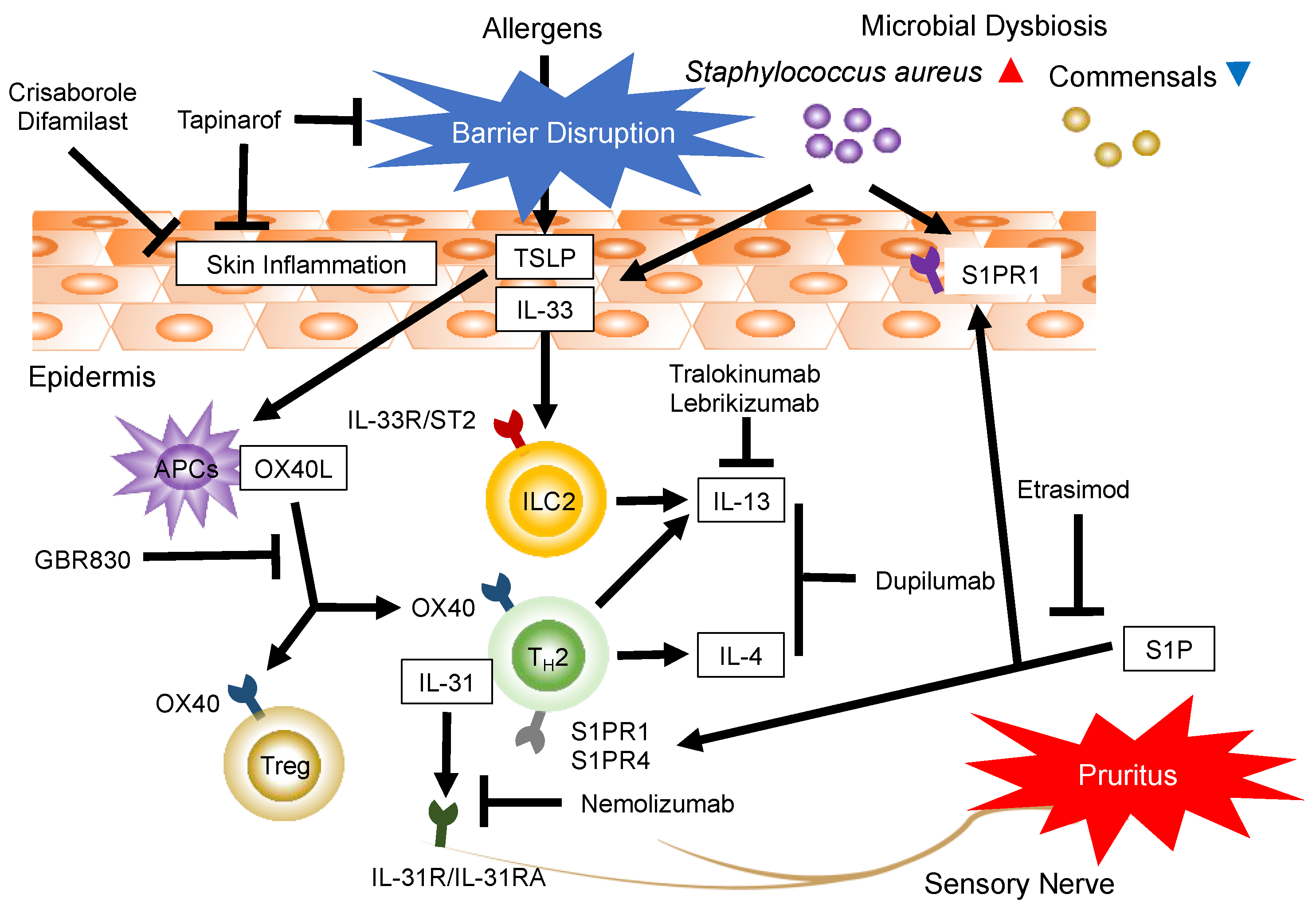 Pathogenesis and Management of Atopic