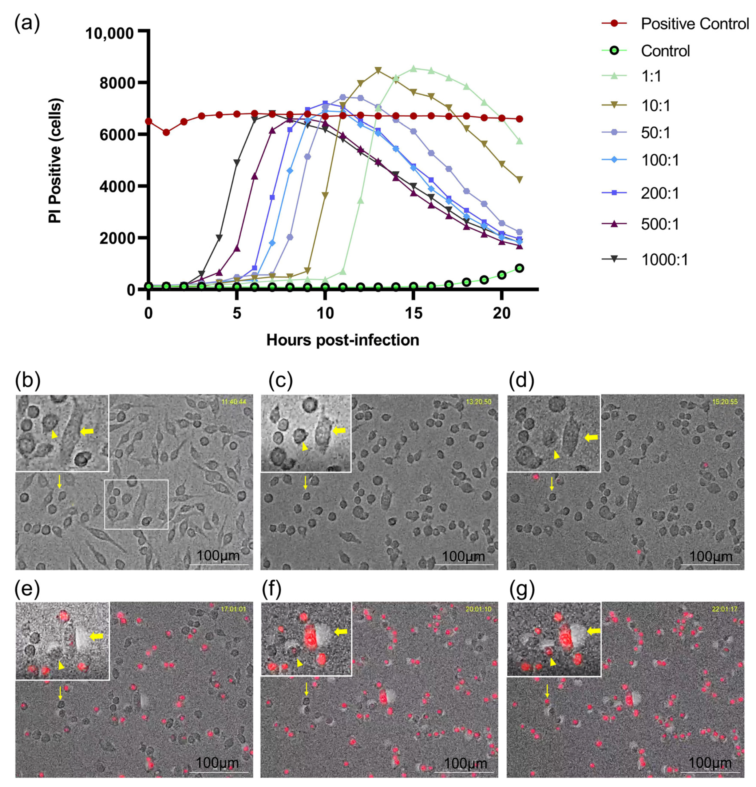 Jcm 11 06204 g001 Jcm 11 06204 g001