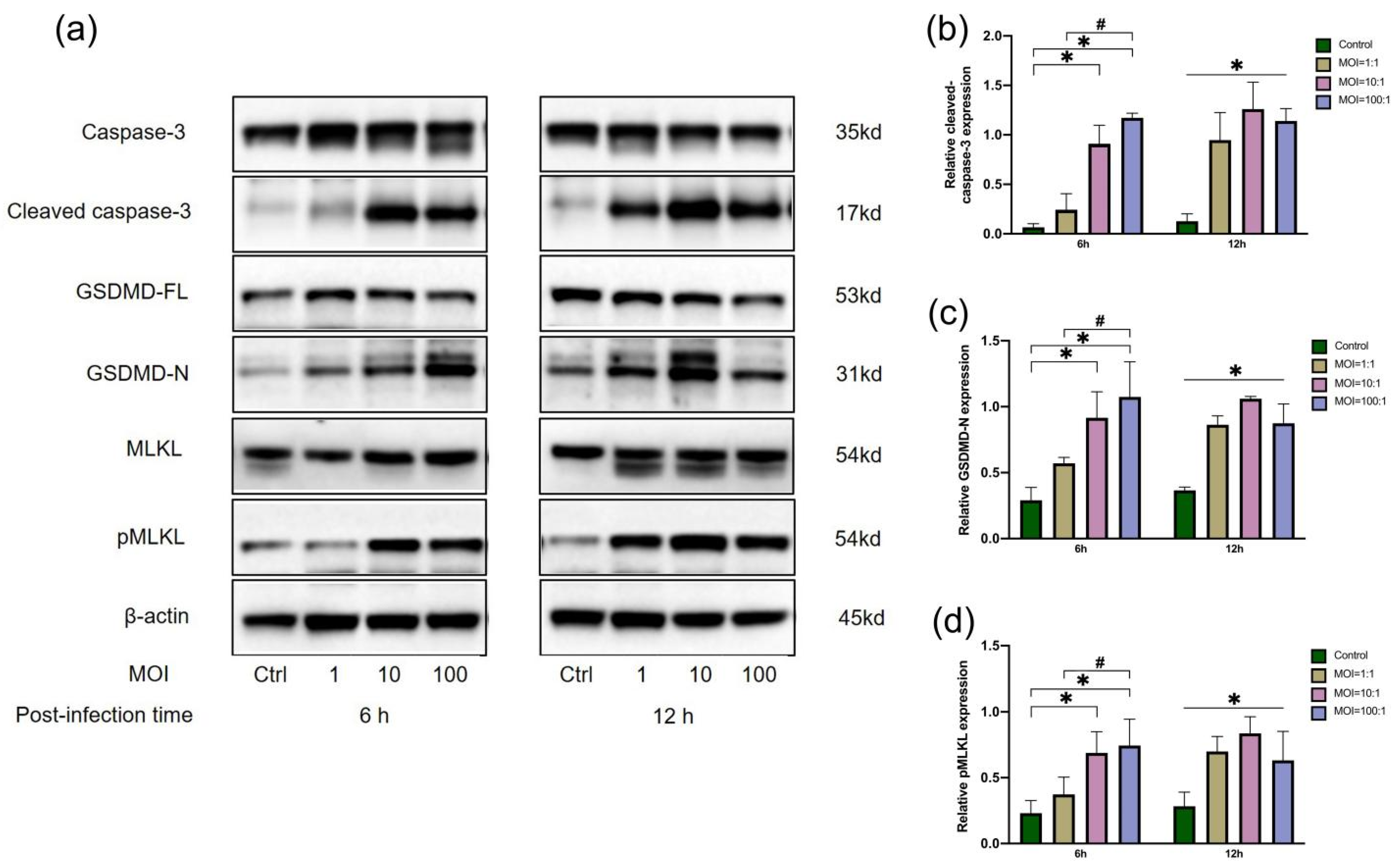 Jcm 11 06204 g002 Jcm 11 06204 g002
