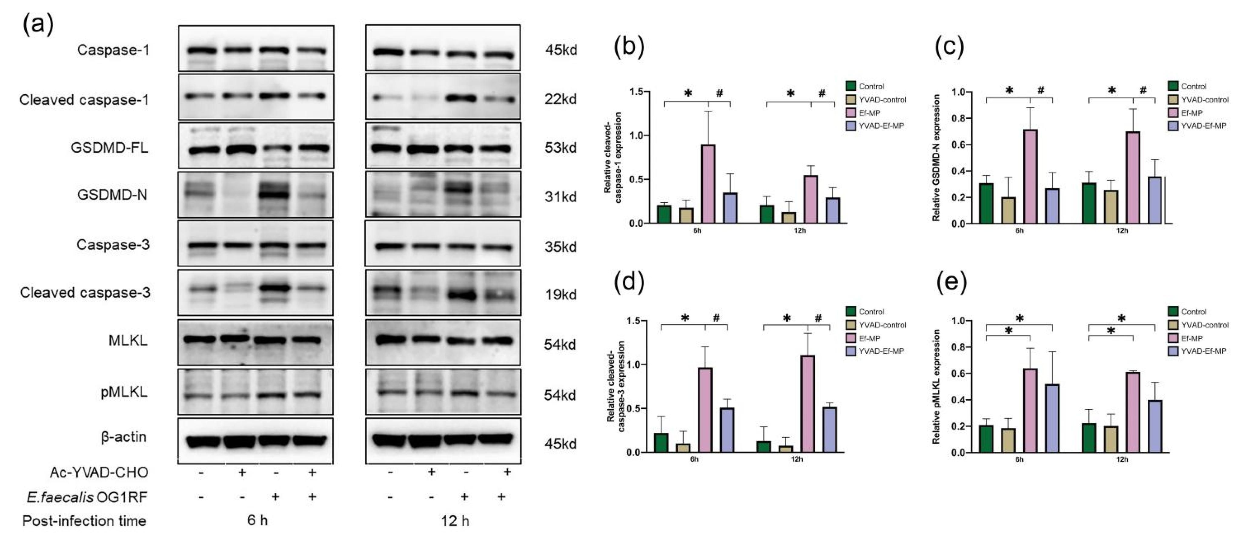 Jcm 11 06204 g005 Jcm 11 06204 g005