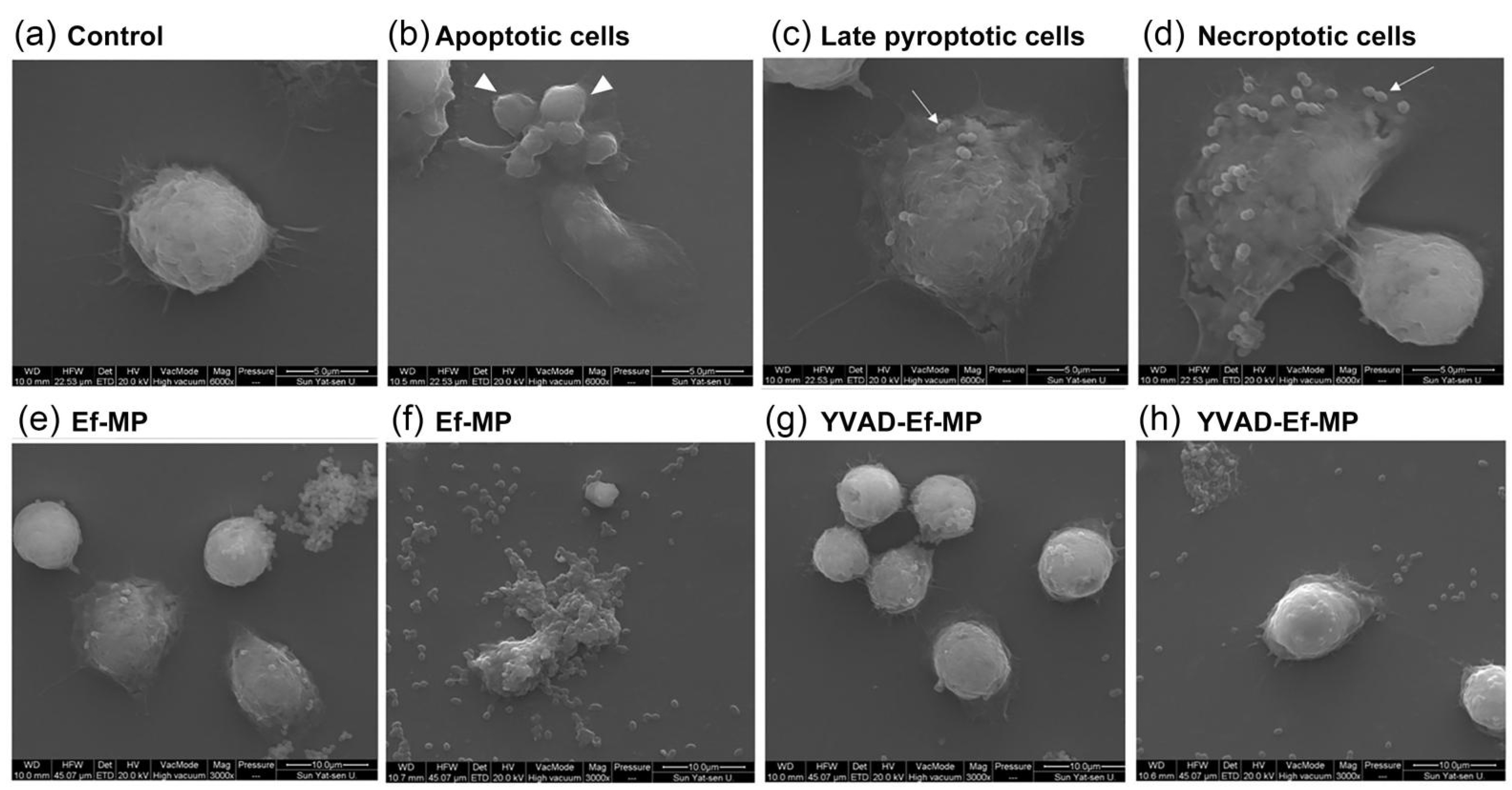 Jcm 11 06204 g006 Jcm 11 06204 g006