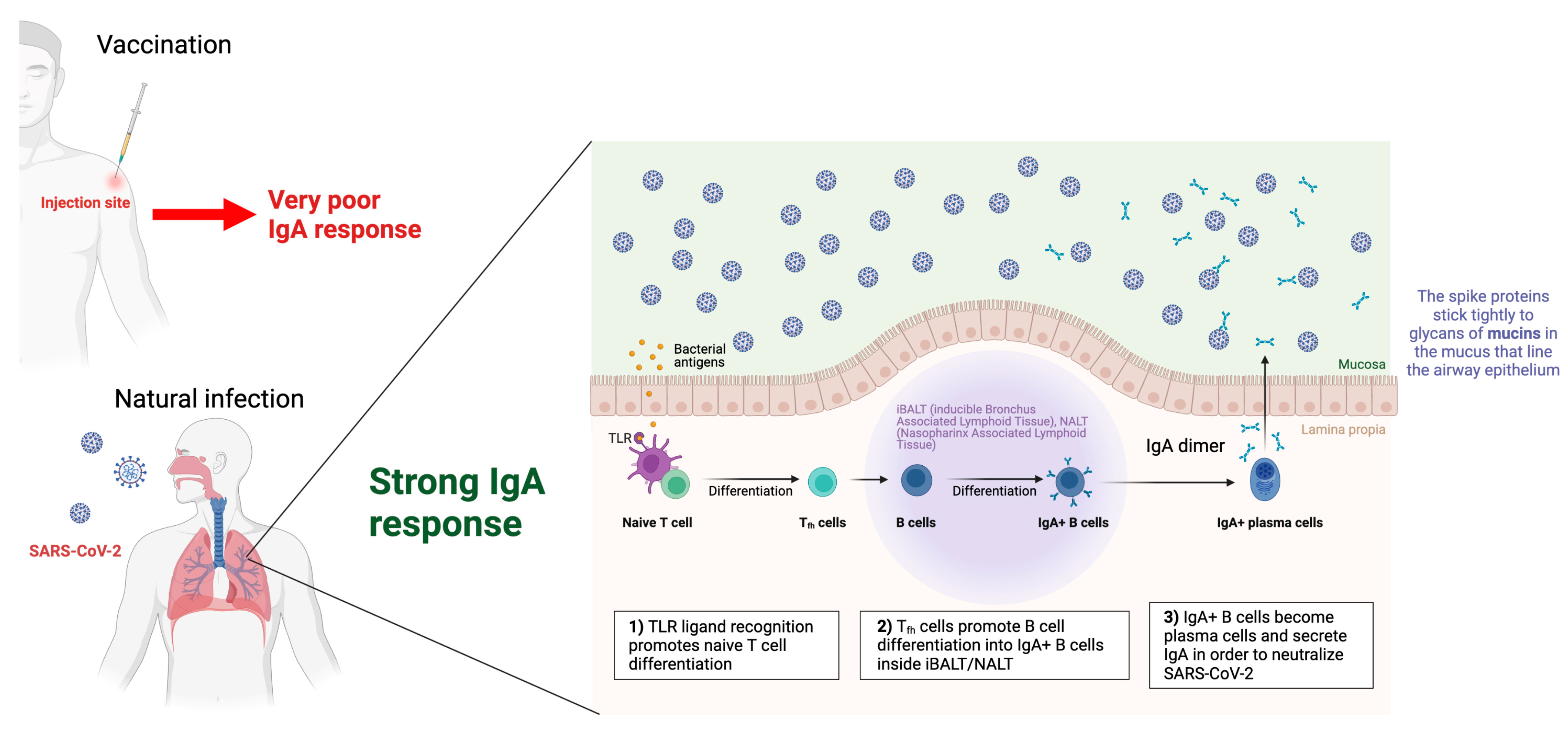 Defining the features and duration of antibody responses to SARS-CoV-2  infection associated with disease severity and outcome