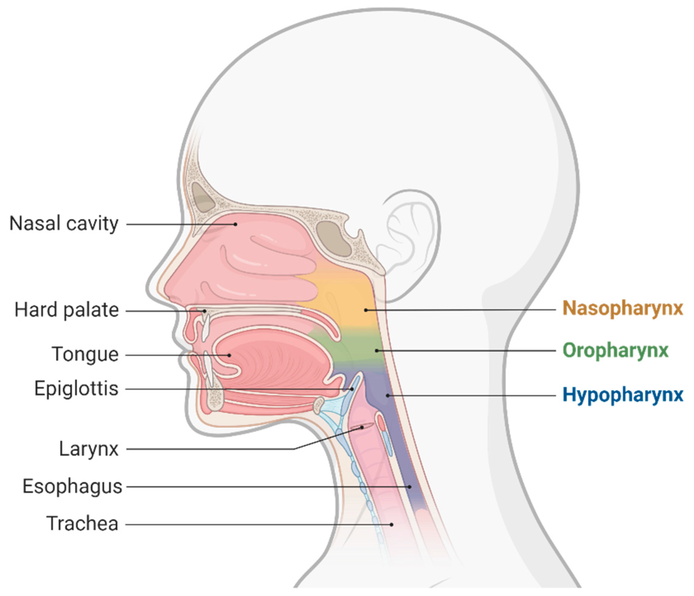 JCM | Free Full-Text | Airway Ultrasound for Anesthesia and in ...