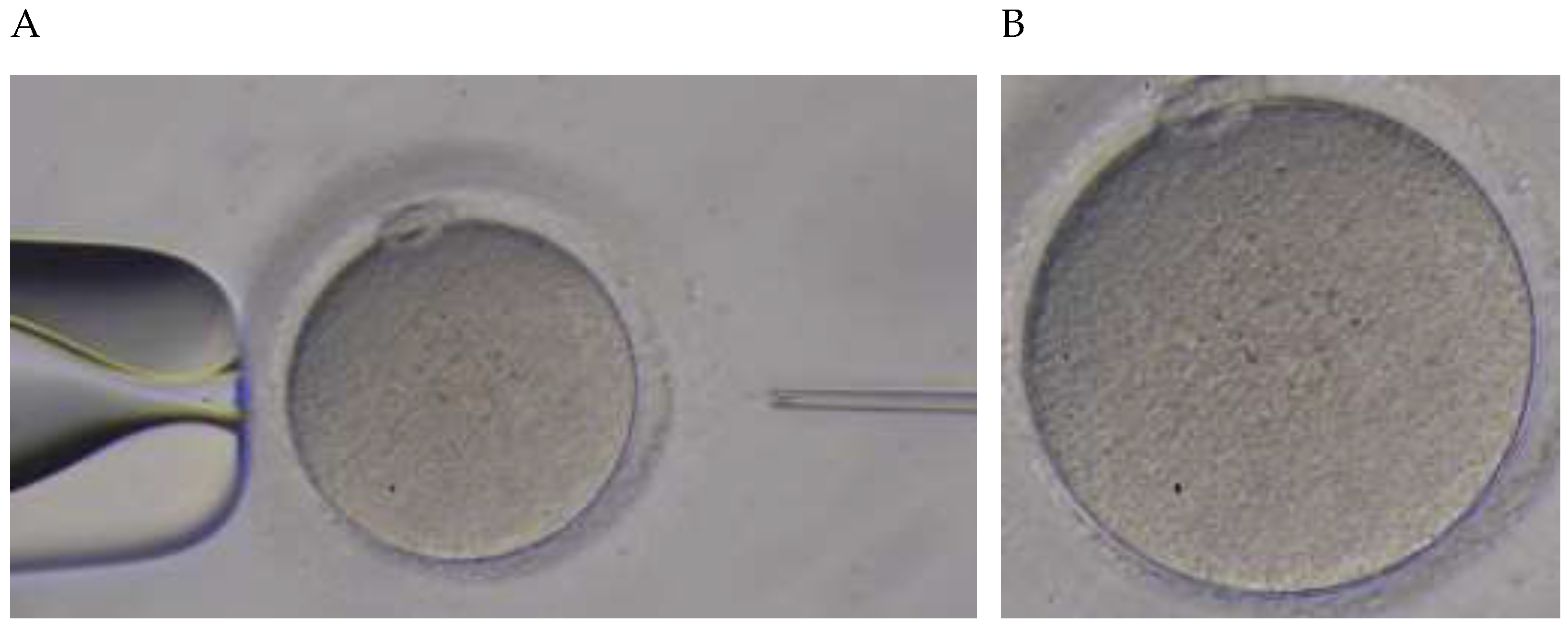 Jcm 11 06546 g002 Jcm 11 06546 g002