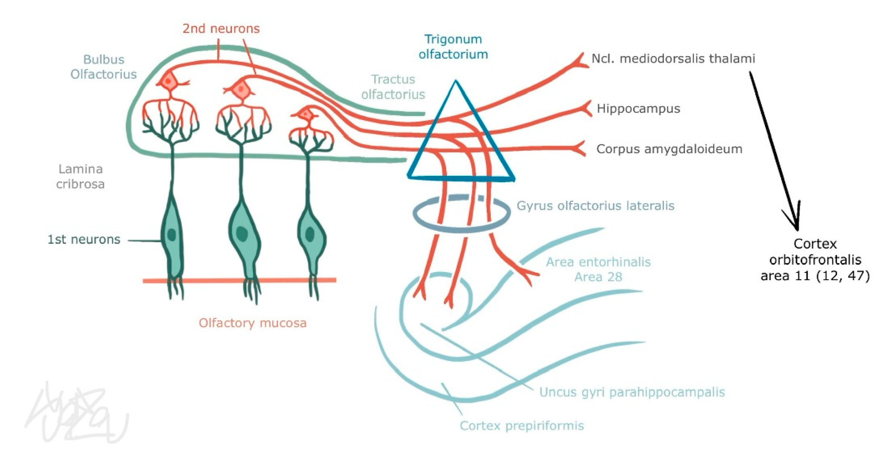 JCM Free FullText Olfactory Evaluation in Clinical Medical Practice
