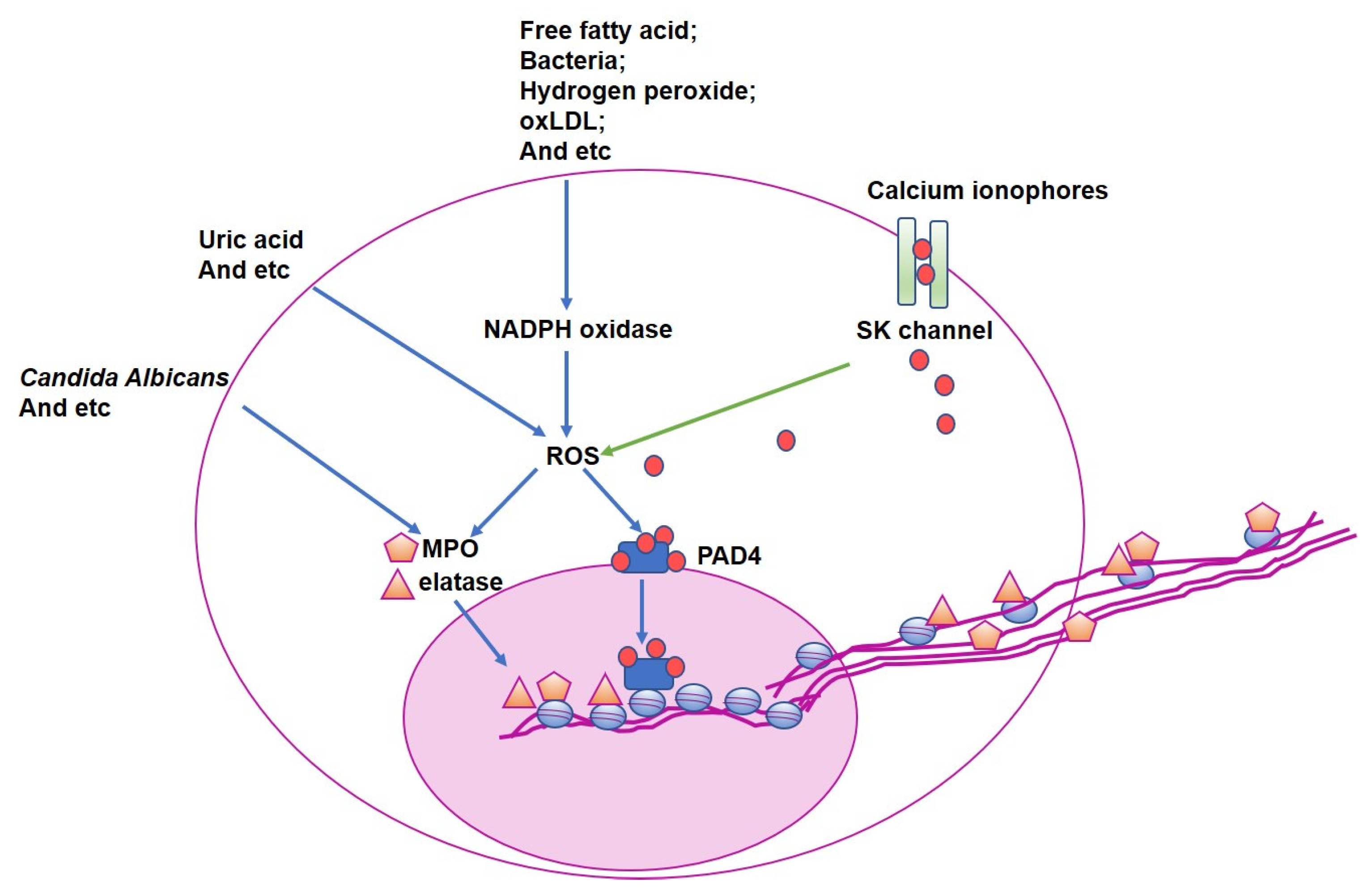 Jcm 11 06662 g001 Jcm 11 06662 g001