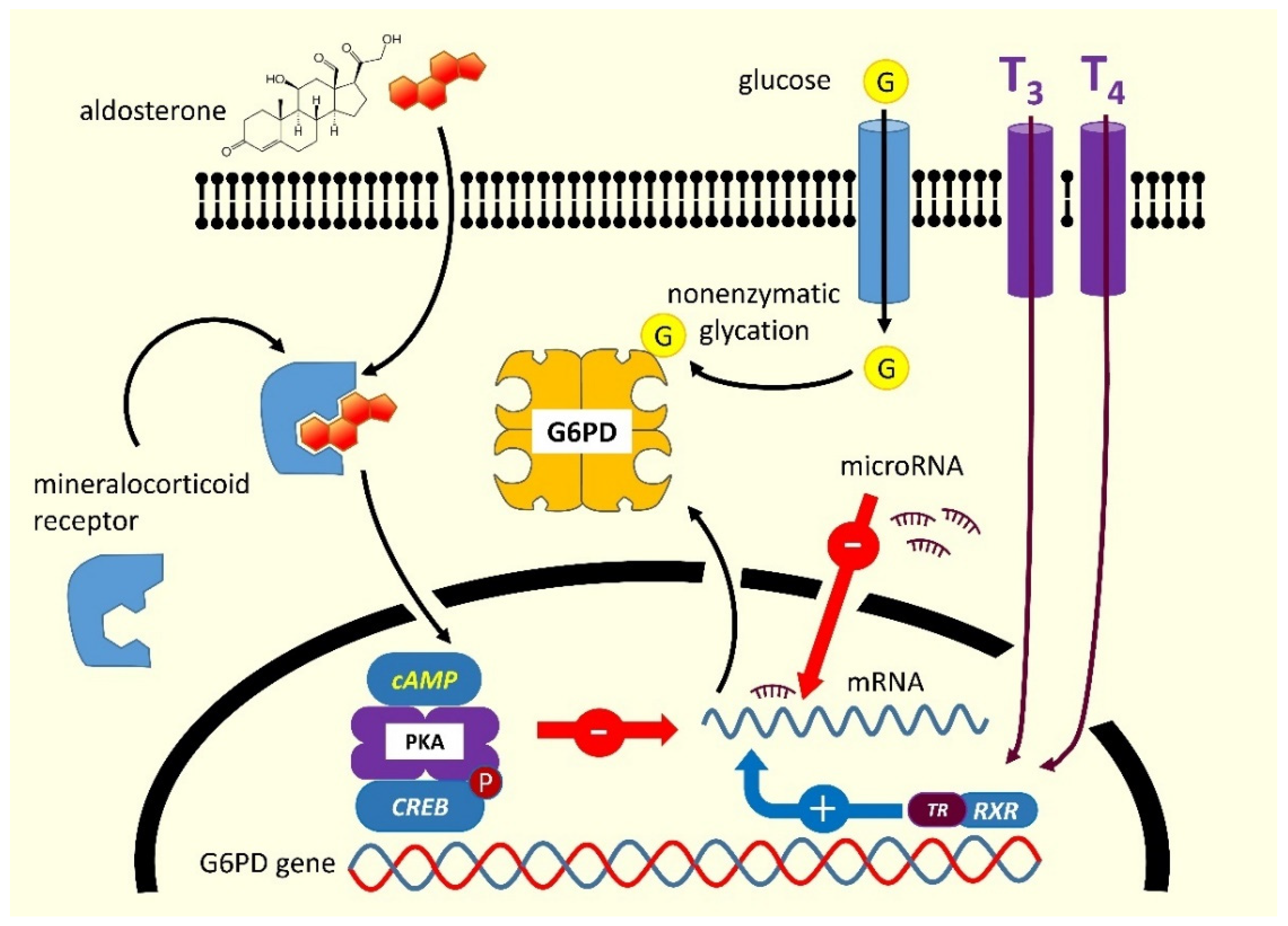 JCM Free FullText Acquired Glucose6Phosphate Dehydrogenase