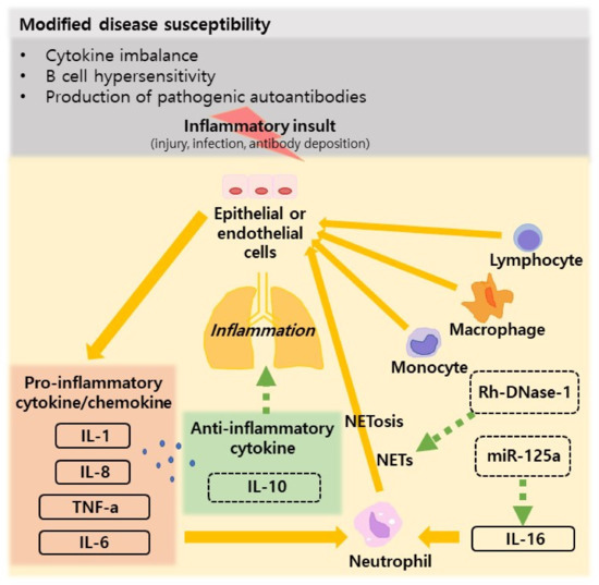 JCM Free FullText Systemic Lupus Erythematosus and Lung Involvement A Comprehensive Review