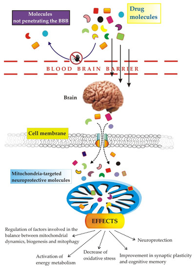 Therapeutic Potential of Targeting Mitochondria for Alzheimer’s Disease ...