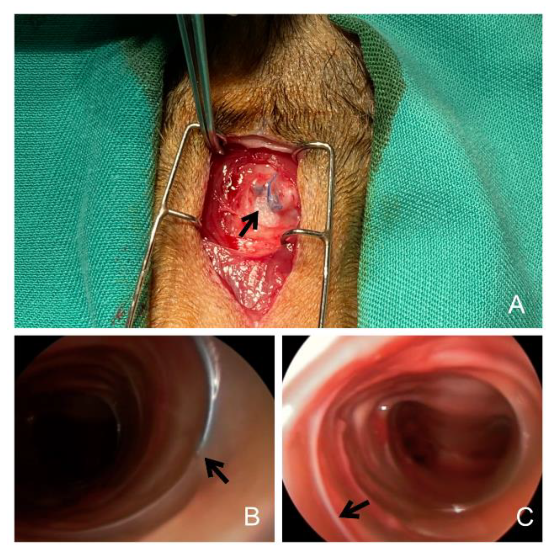 Jcm 11 06757 g002 Jcm 11 06757 g002