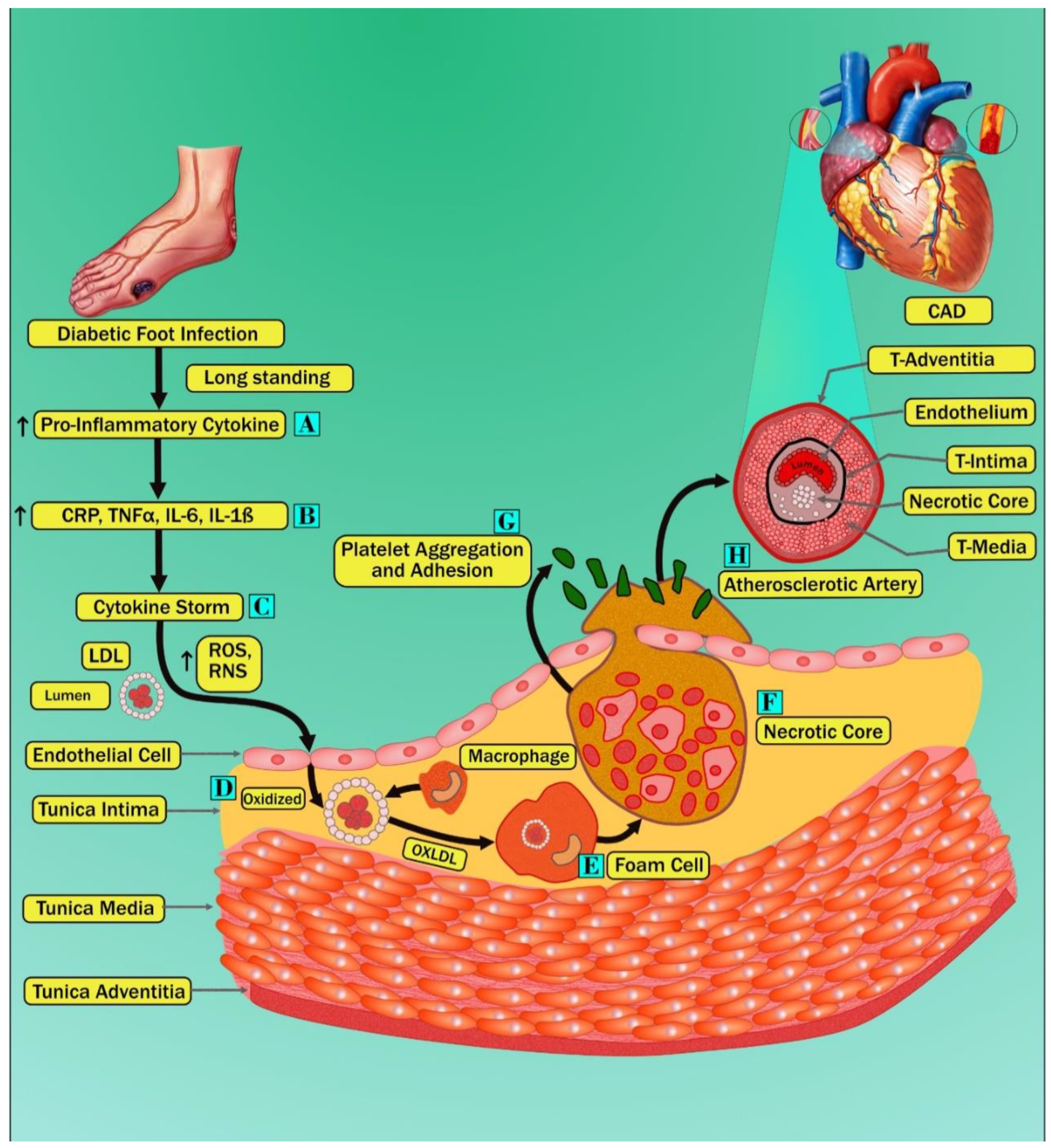 Jcm 11 06844 g003 Jcm 11 06844 g003