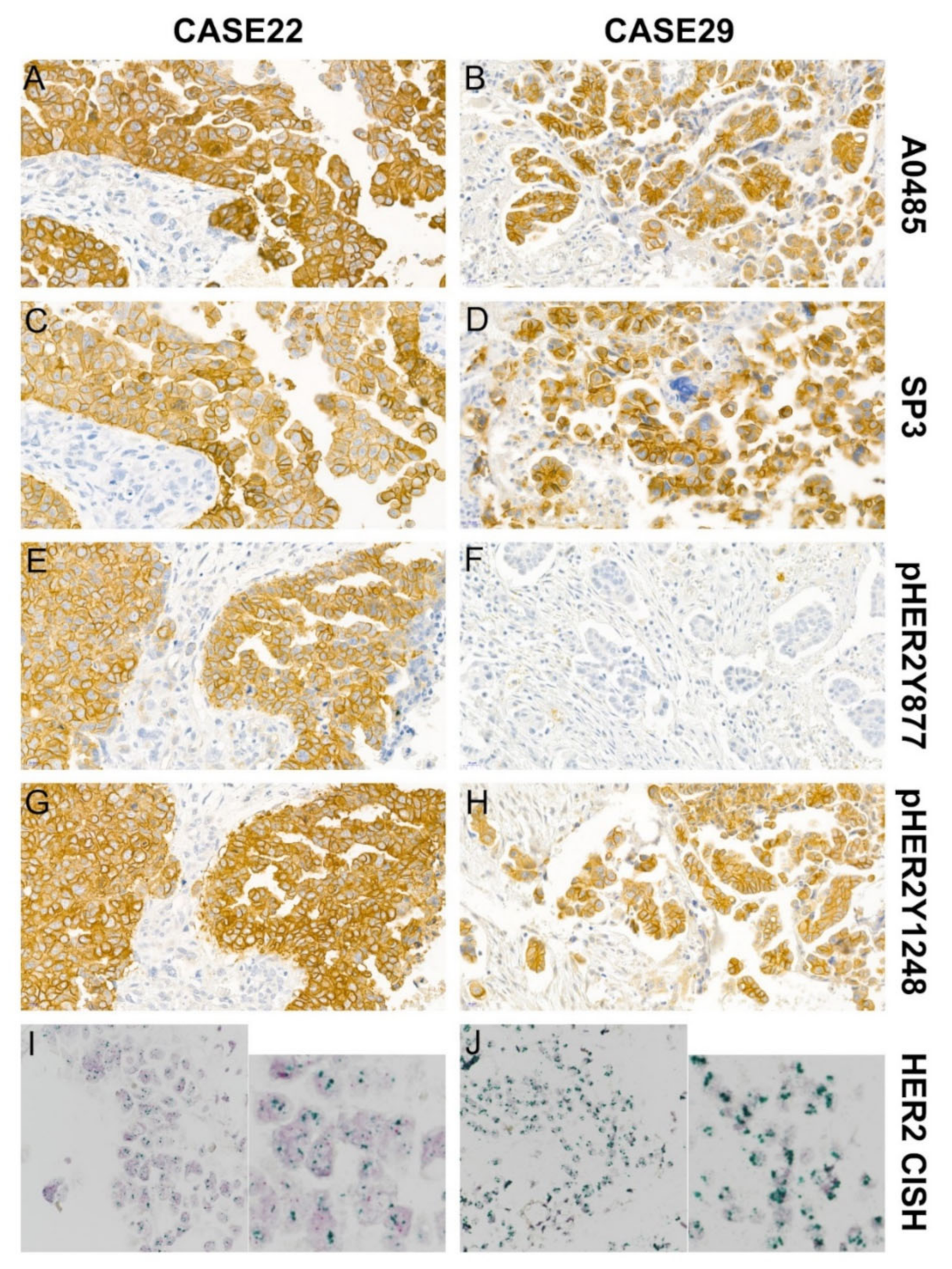 Jcm 11 06963 g002 Jcm 11 06963 g002