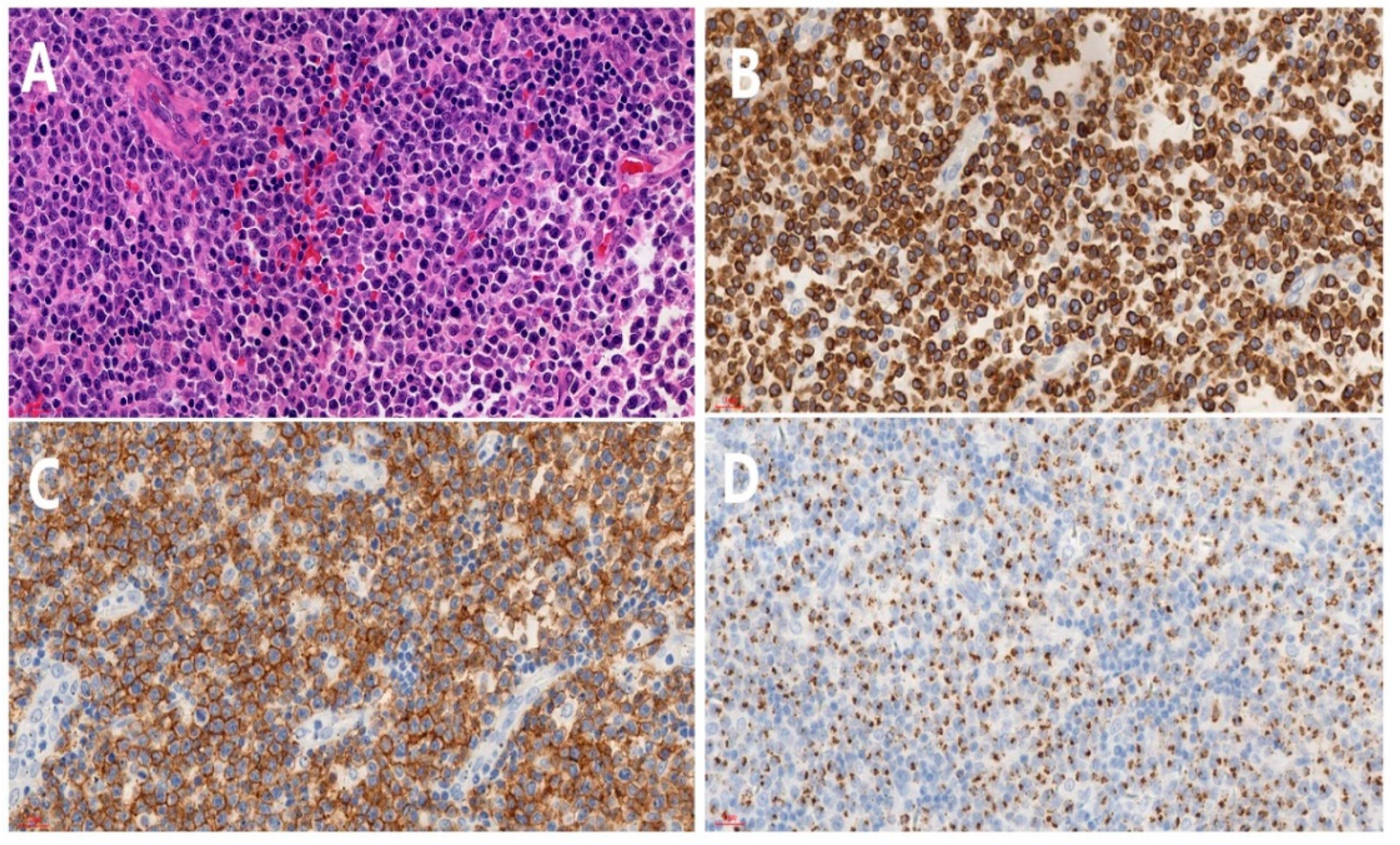 Jcm 11 07010 g004 Jcm 11 07010 g004