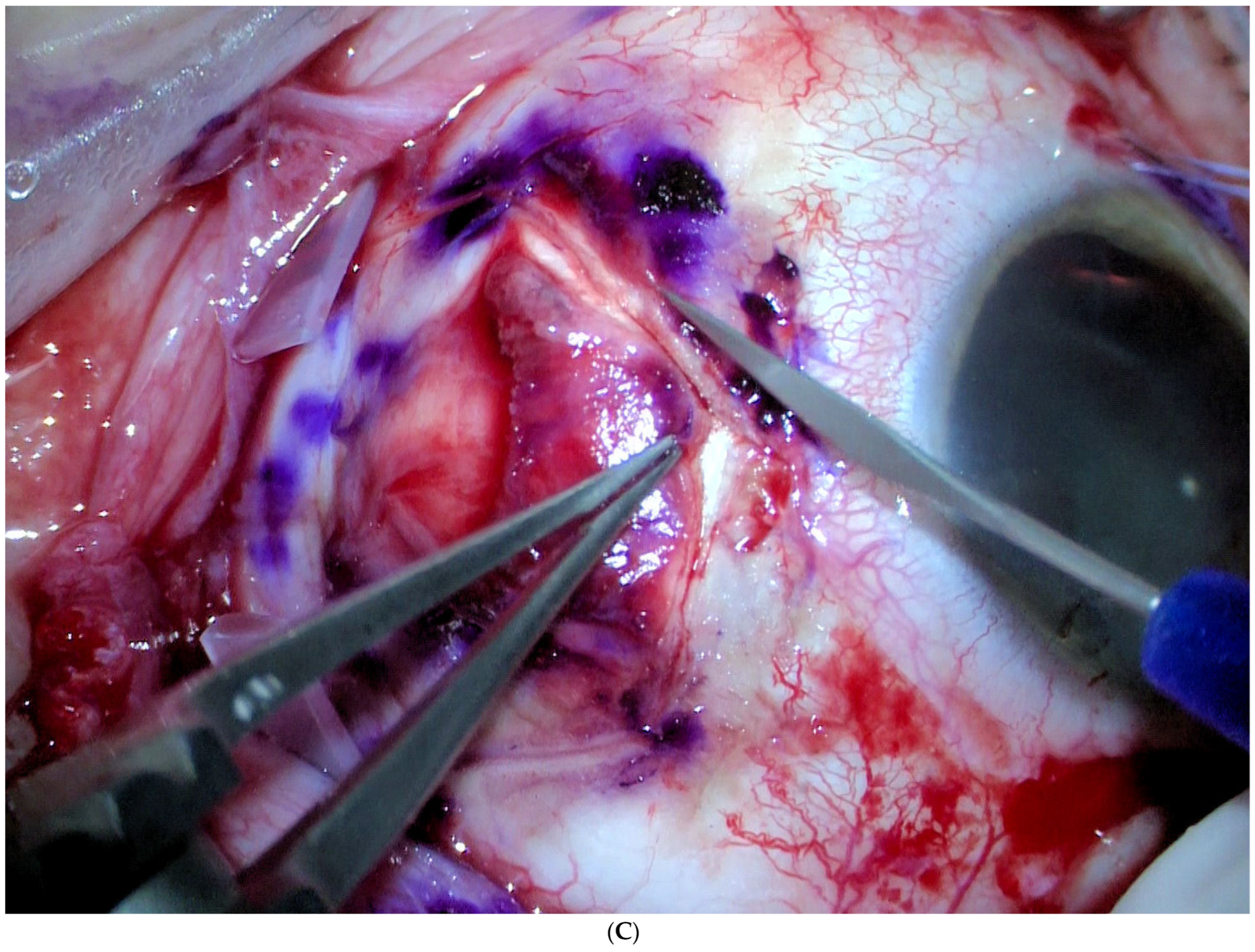 Jcm 11 07156 g001c Jcm 11 07156 g001c