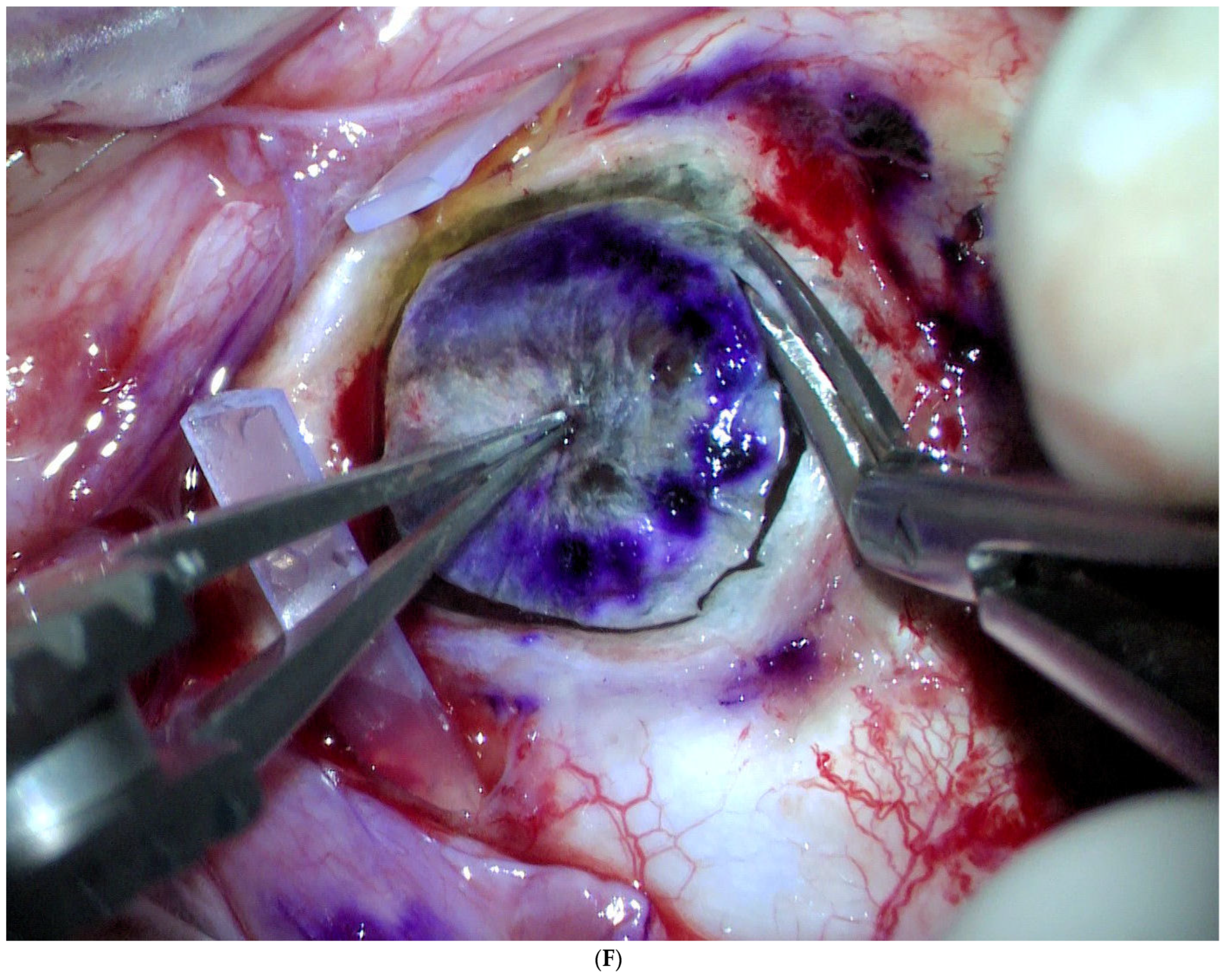 Jcm 11 07156 g001f Jcm 11 07156 g001f