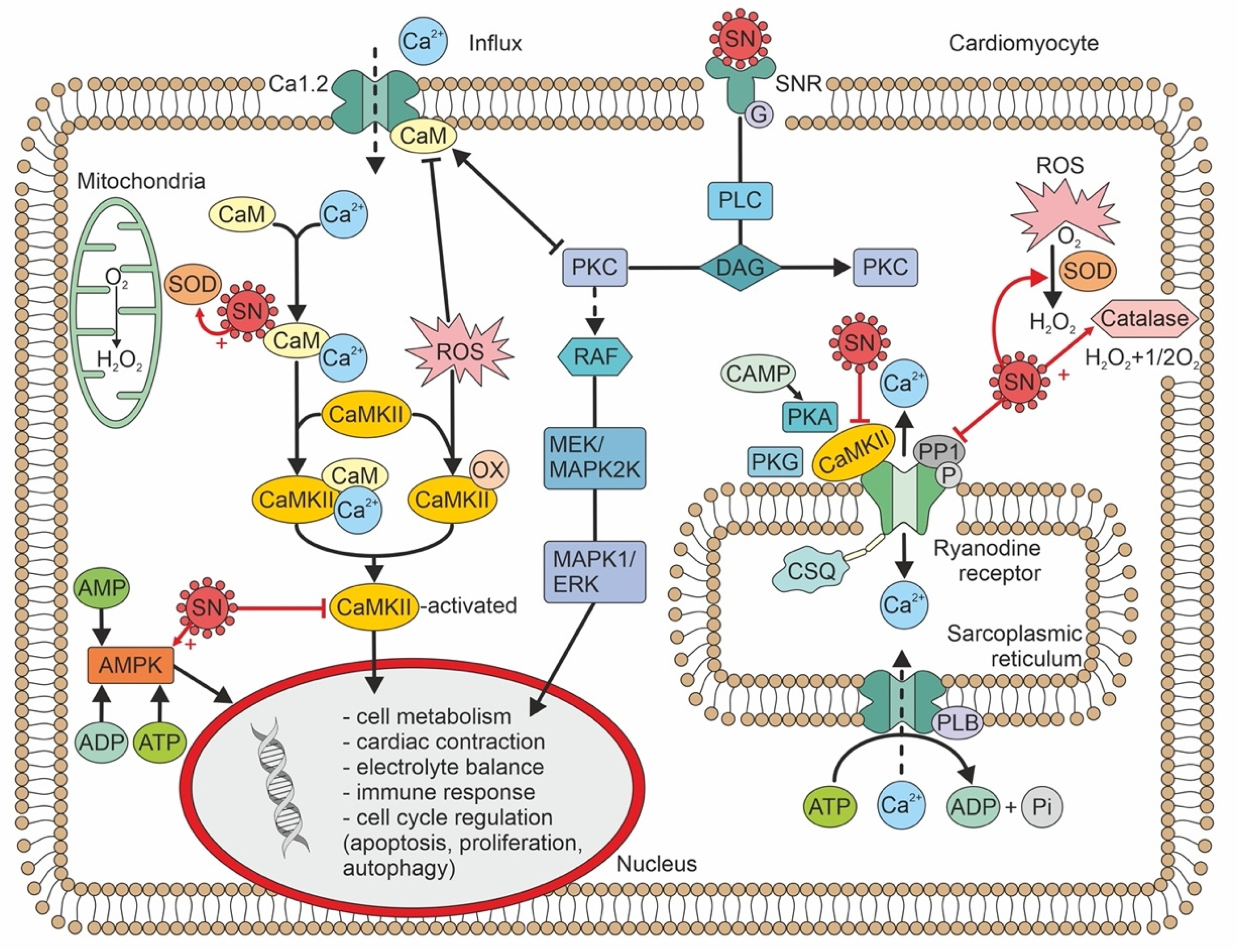 Jcm 11 07191 g001 Jcm 11 07191 g001