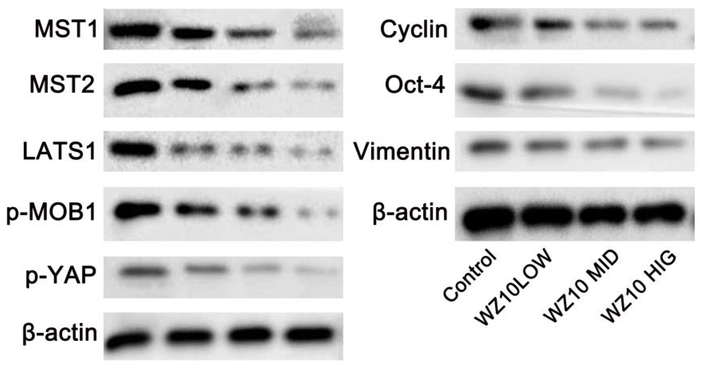 Jcm 11 07220 g002 550