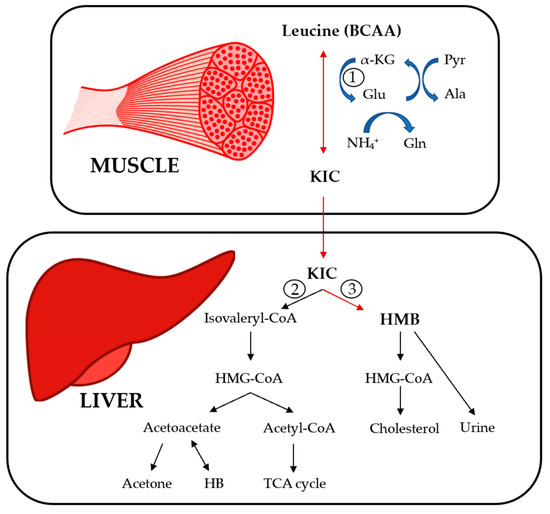 BCAA and muscle inflammation BCAA and muscle inflammation