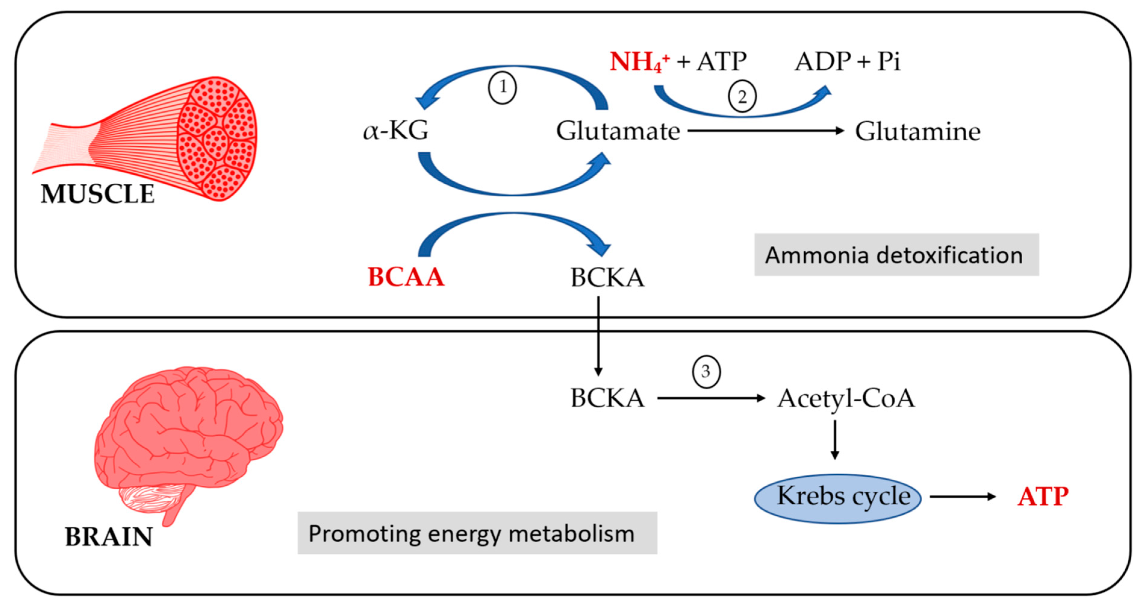 JCM Free FullText Role of BranchedChain Amino Acids and Their