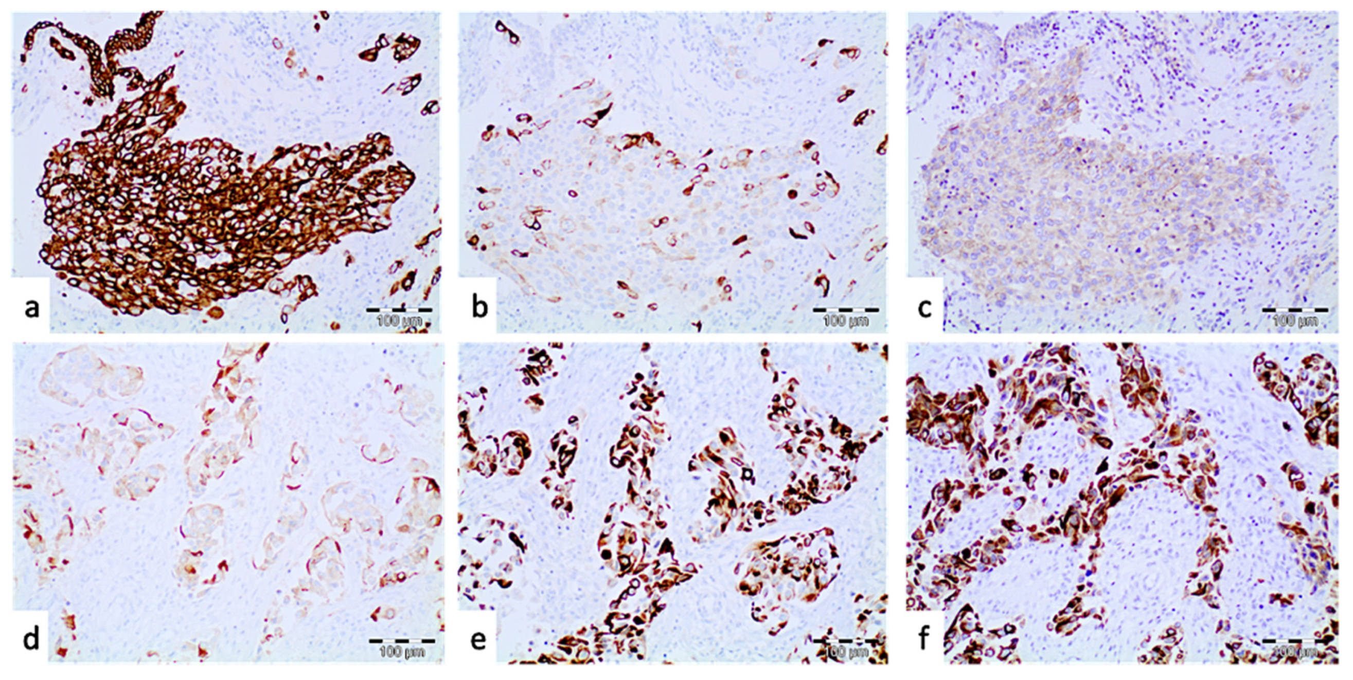 Jcm 11 07430 g002 Jcm 11 07430 g002
