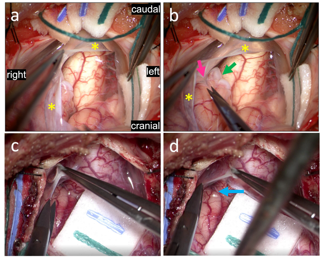 Jcm 11 07437 g005 Jcm 11 07437 g005