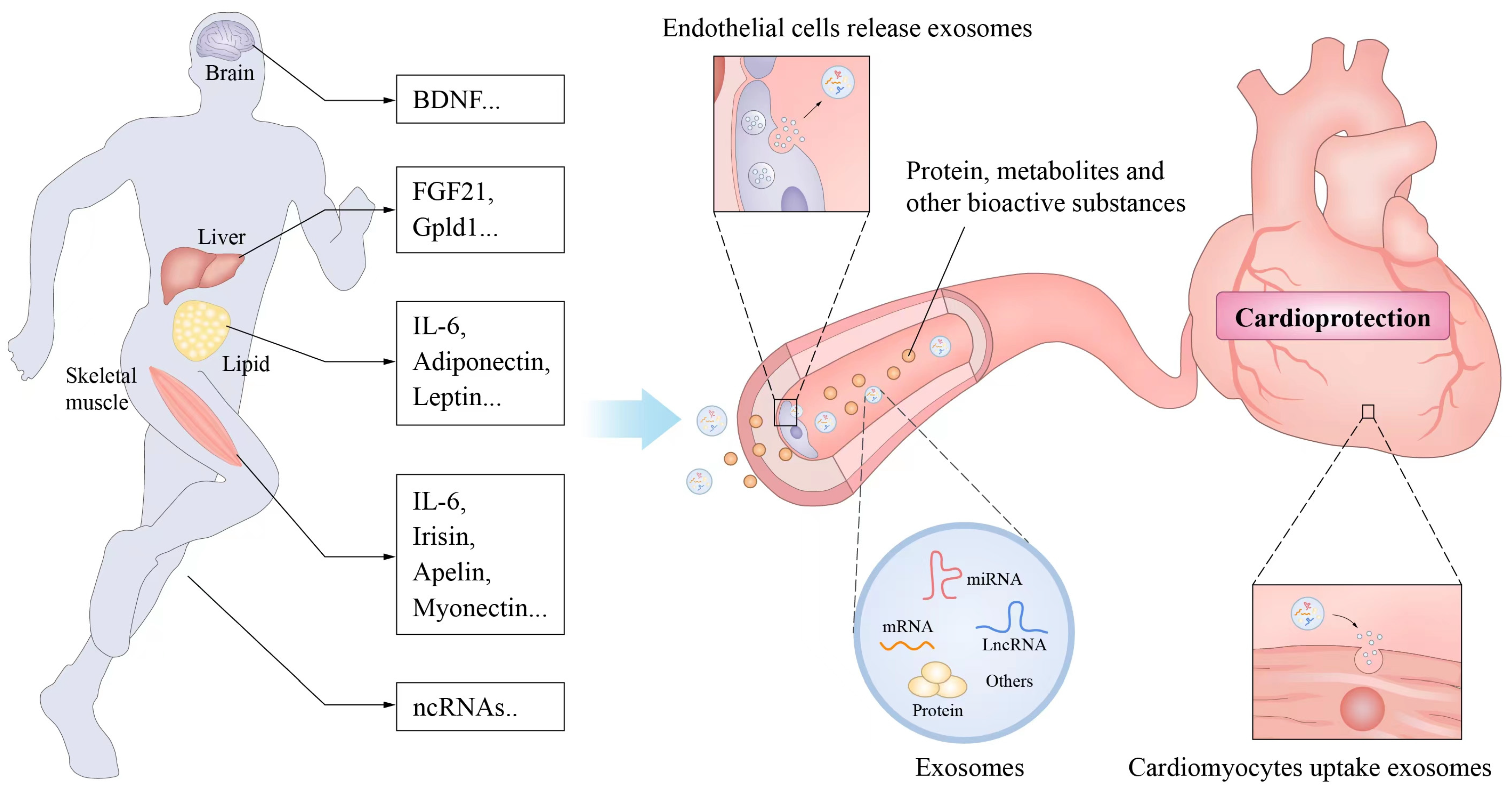 Jcm 11 07511 g004 Jcm 11 07511 g004