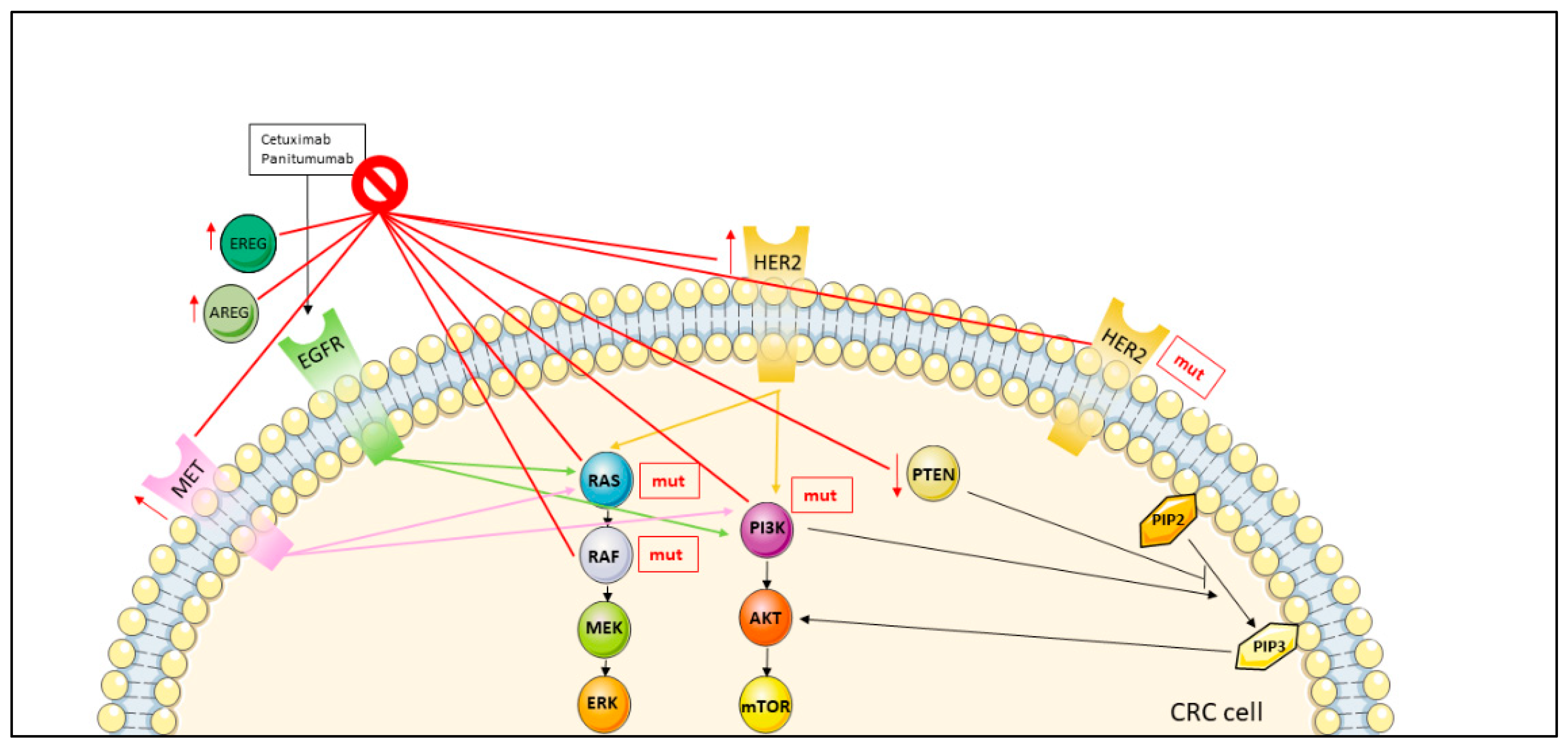 Jcm 11 07523 g002 Jcm 11 07523 g002