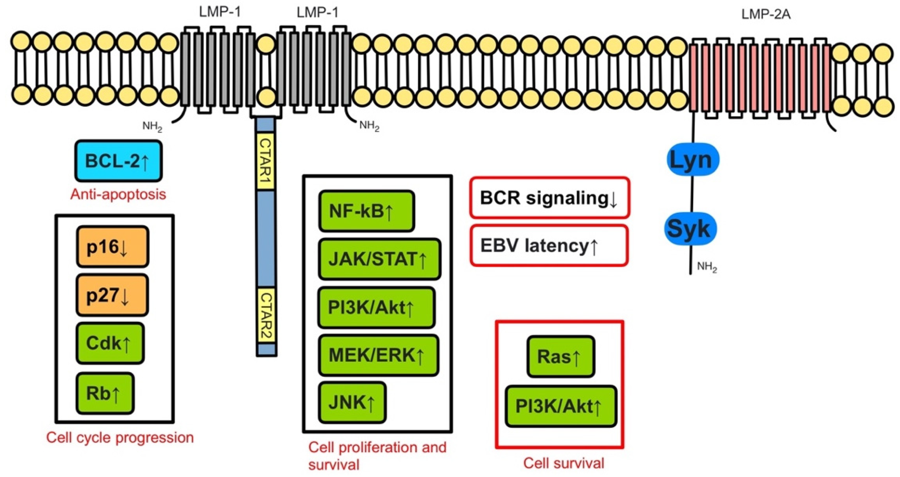 Jcm 11 07542 g001 Jcm 11 07542 g001