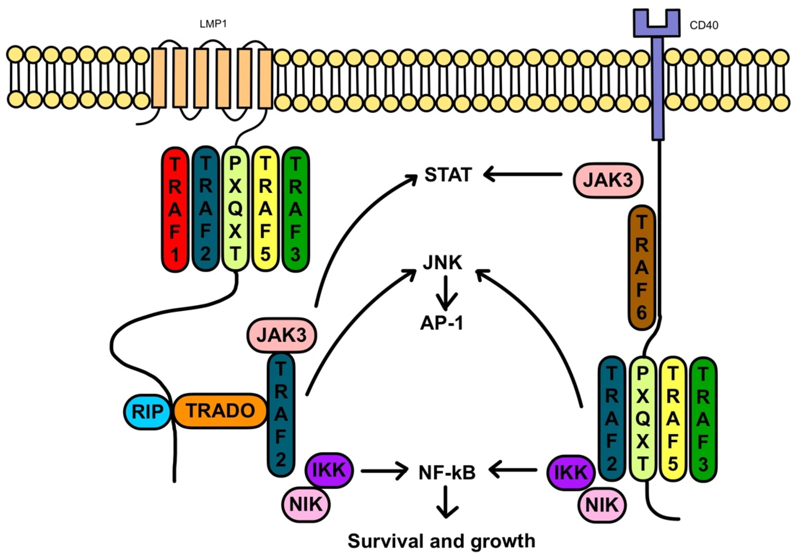 Jcm 11 07542 g002 Jcm 11 07542 g002