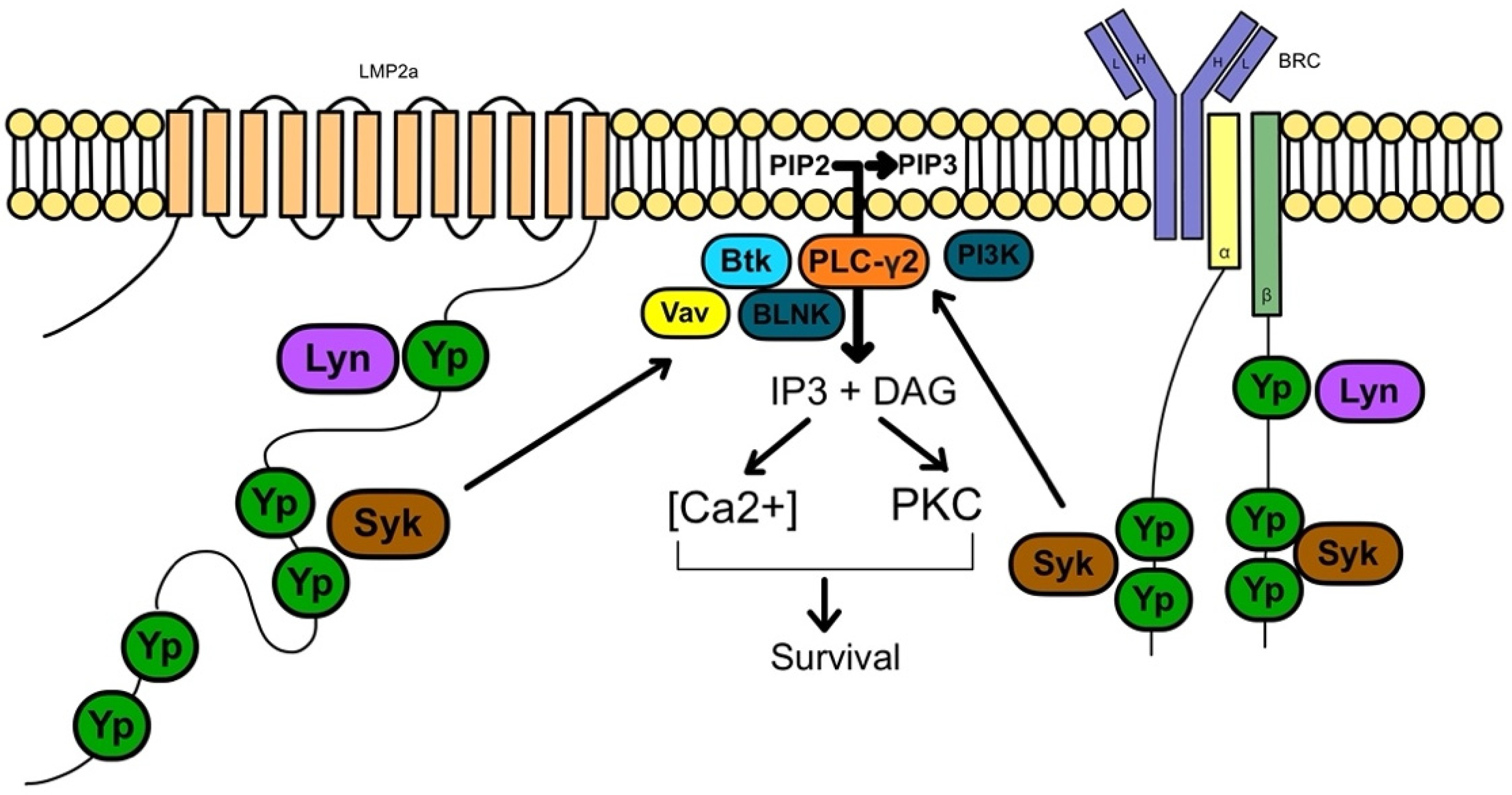 Jcm 11 07542 g003 Jcm 11 07542 g003