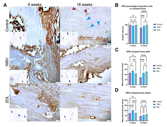 Effect of Mechanical Stimuli and Zoledronic Acid on the