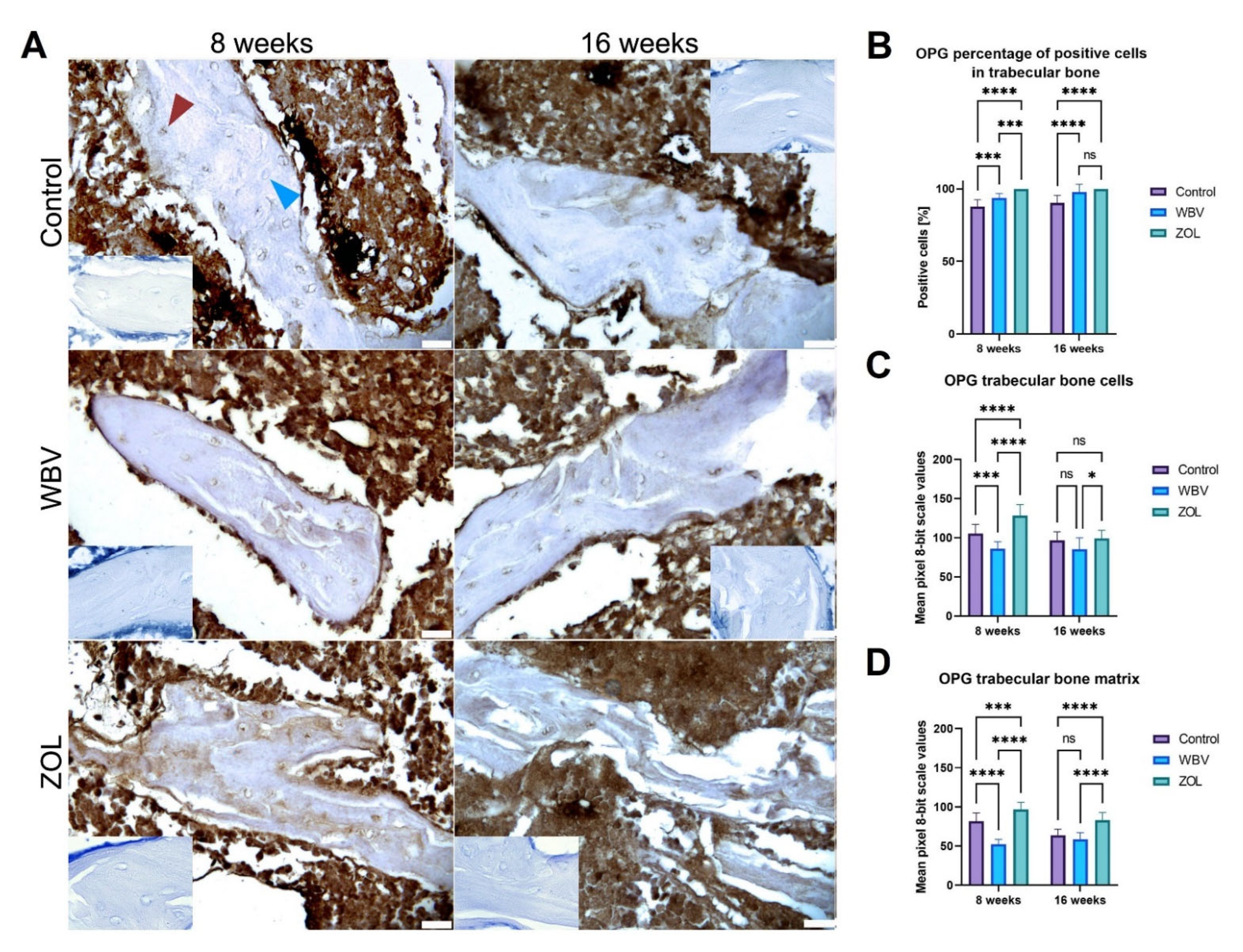 Jcm 12 00043 g007 Jcm 12 00043 g007