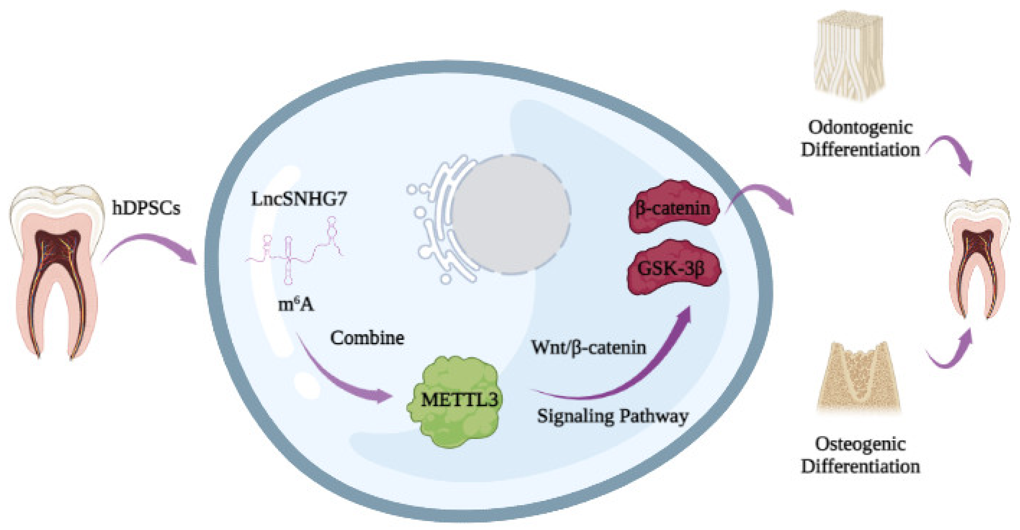 Jcm 12 00113 g008 Jcm 12 00113 g008