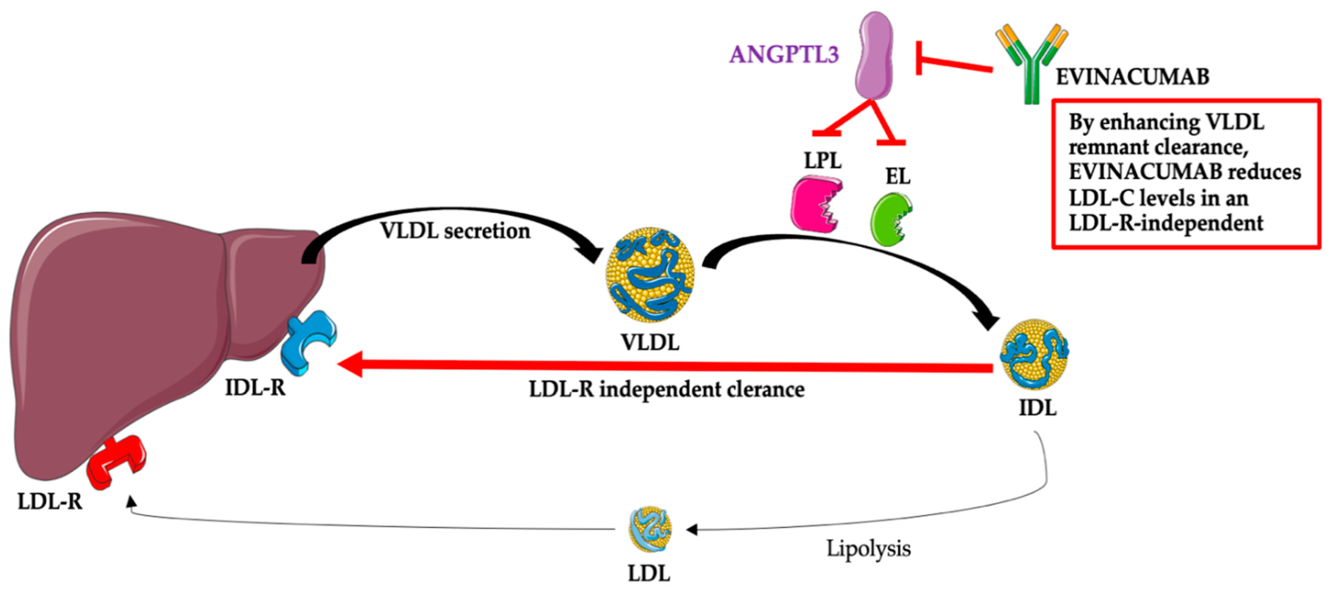 JCM Free FullText Evinacumab, an ANGPTL3 Inhibitor, in the