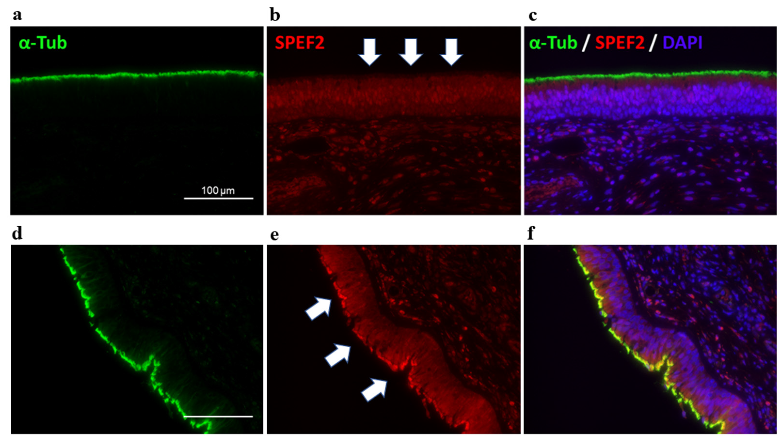 Jcm 12 00317 g007 Jcm 12 00317 g007