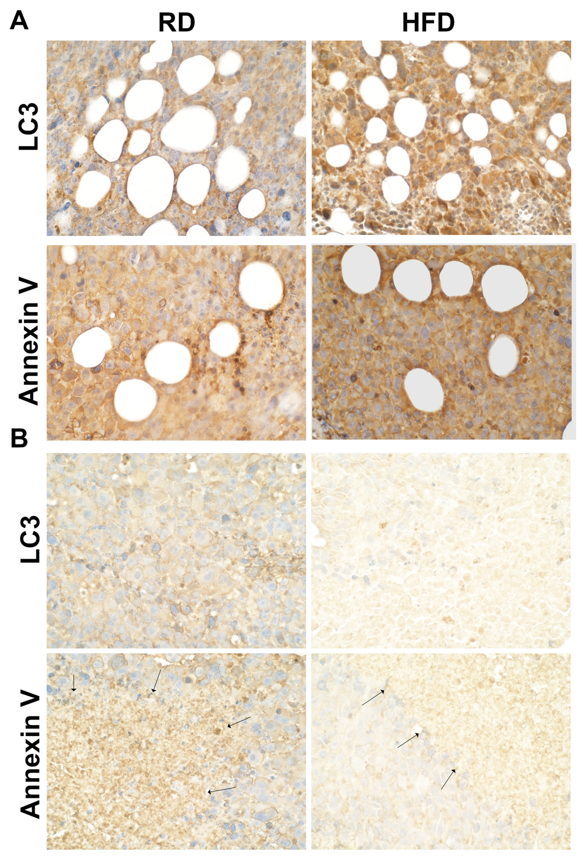Jcm 12 00413 g007 Jcm 12 00413 g007