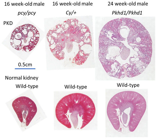 JCM | Free Full-Text | Review of the Use of Animal Models of Human Polycystic Kidney Disease for the Evaluation of Experimental Therapeutic Modalities JCM | Free Full-Text | Review of the Use of Animal Models of Human Polycystic Kidney Disease for the Evaluation of Experimental Therapeutic Modalities