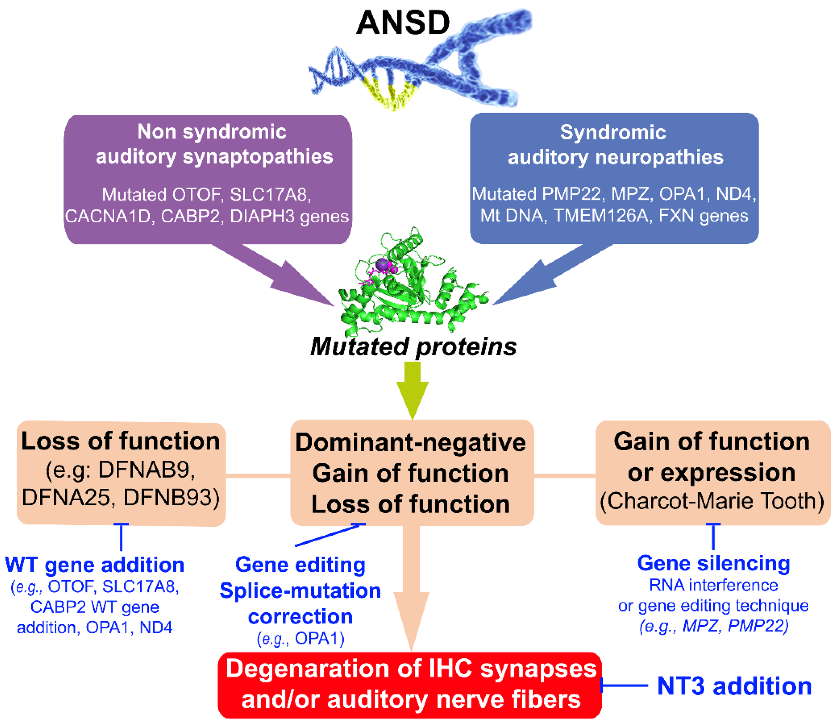 CRISPR-Cas9 correction of OPA1 c.1334G>A: p.R445H restores