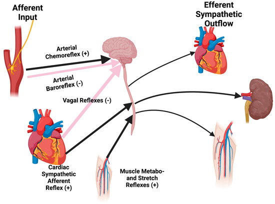 Potential Neuromodulation of the Cardio-Renal Syndrome
