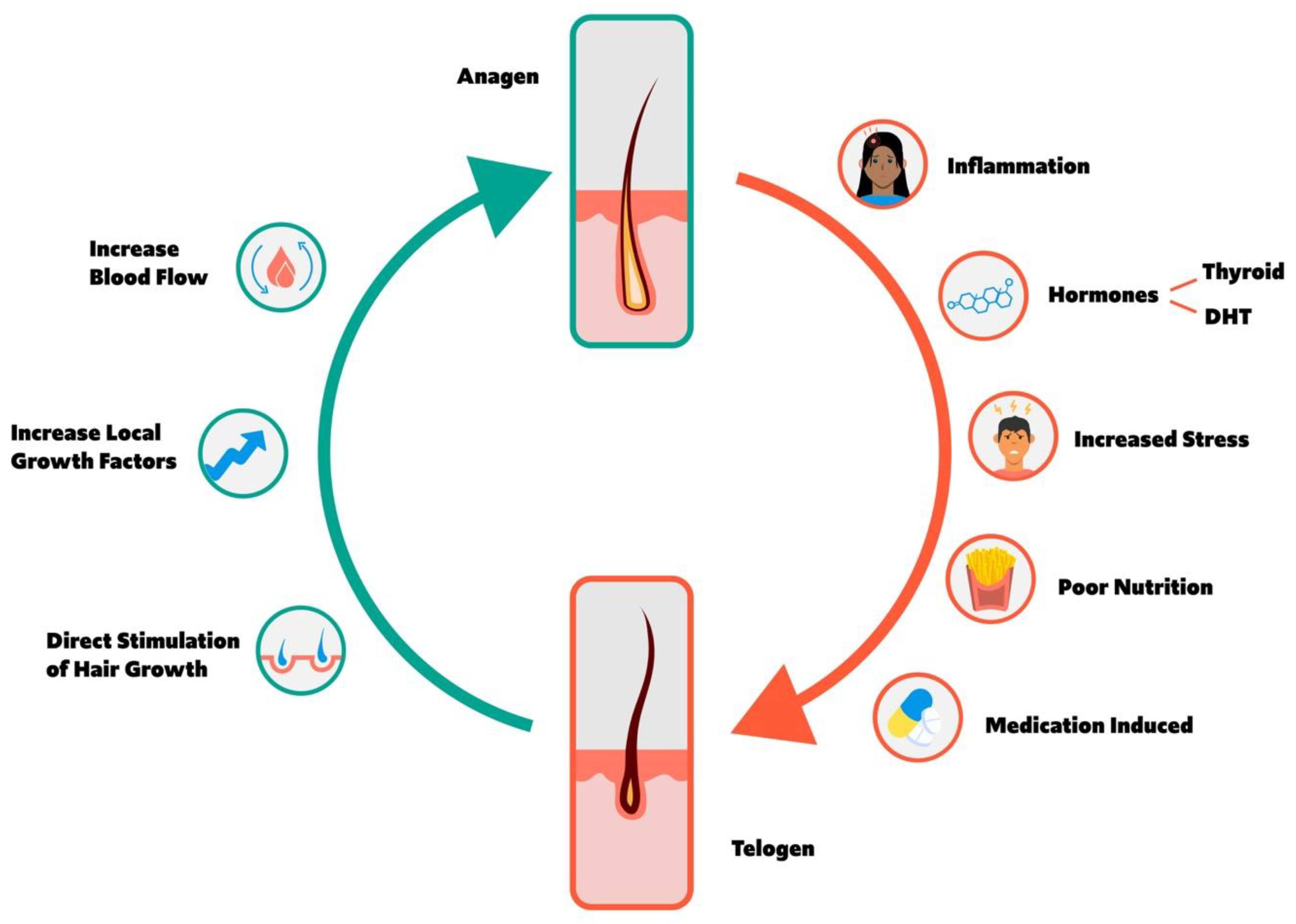 JCM | Free Full-Text | Integrative and Mechanistic Approach to the Hair Growth Cycle and Hair Loss JCM | Free Full-Text | Integrative and Mechanistic Approach to the Hair Growth Cycle and Hair Loss